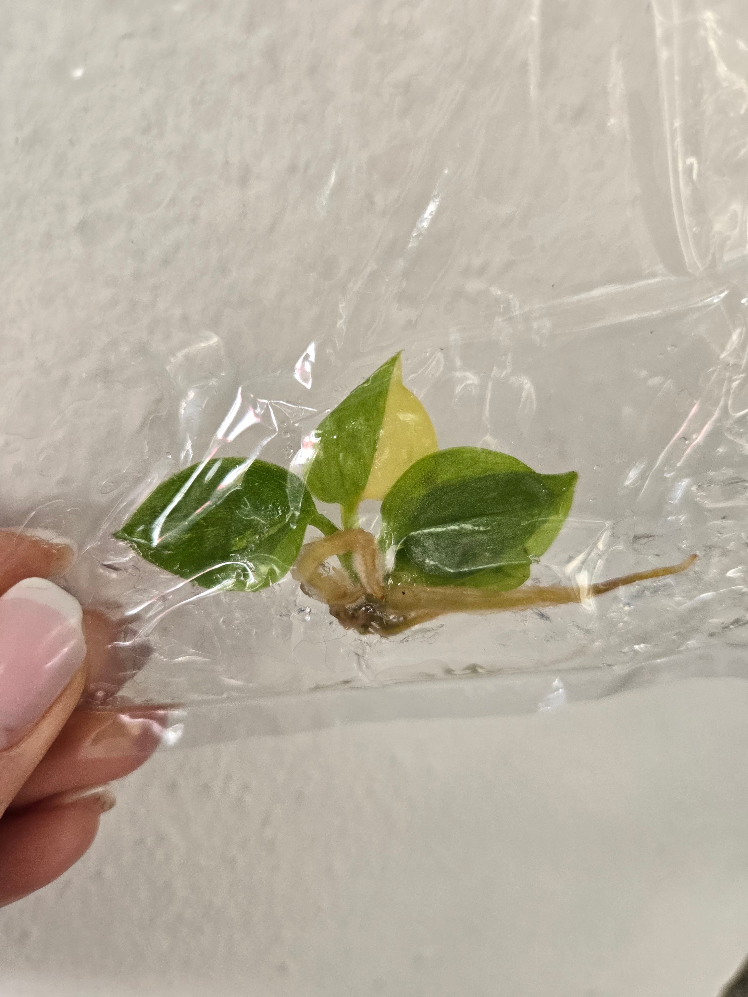 Philodendron golden melinonii variegata - TC