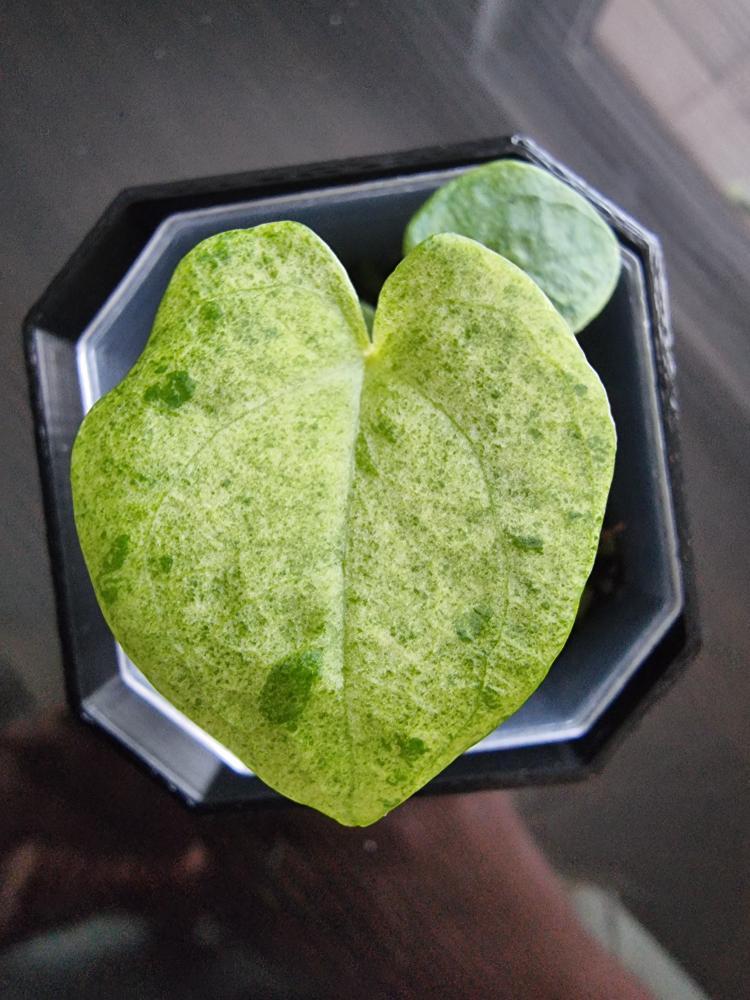 Anthurium Dark Phoenix variegata -Tissue Culture - TC -