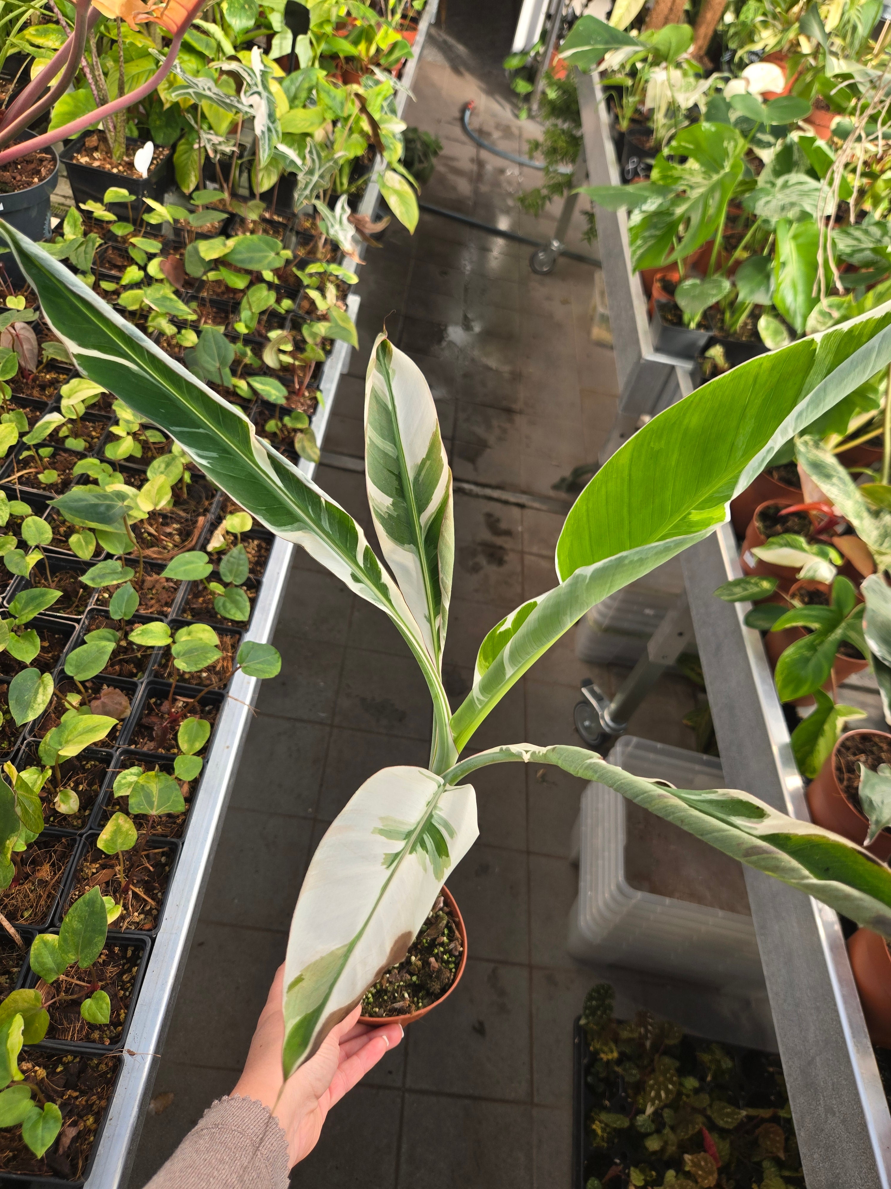 Musa Florida