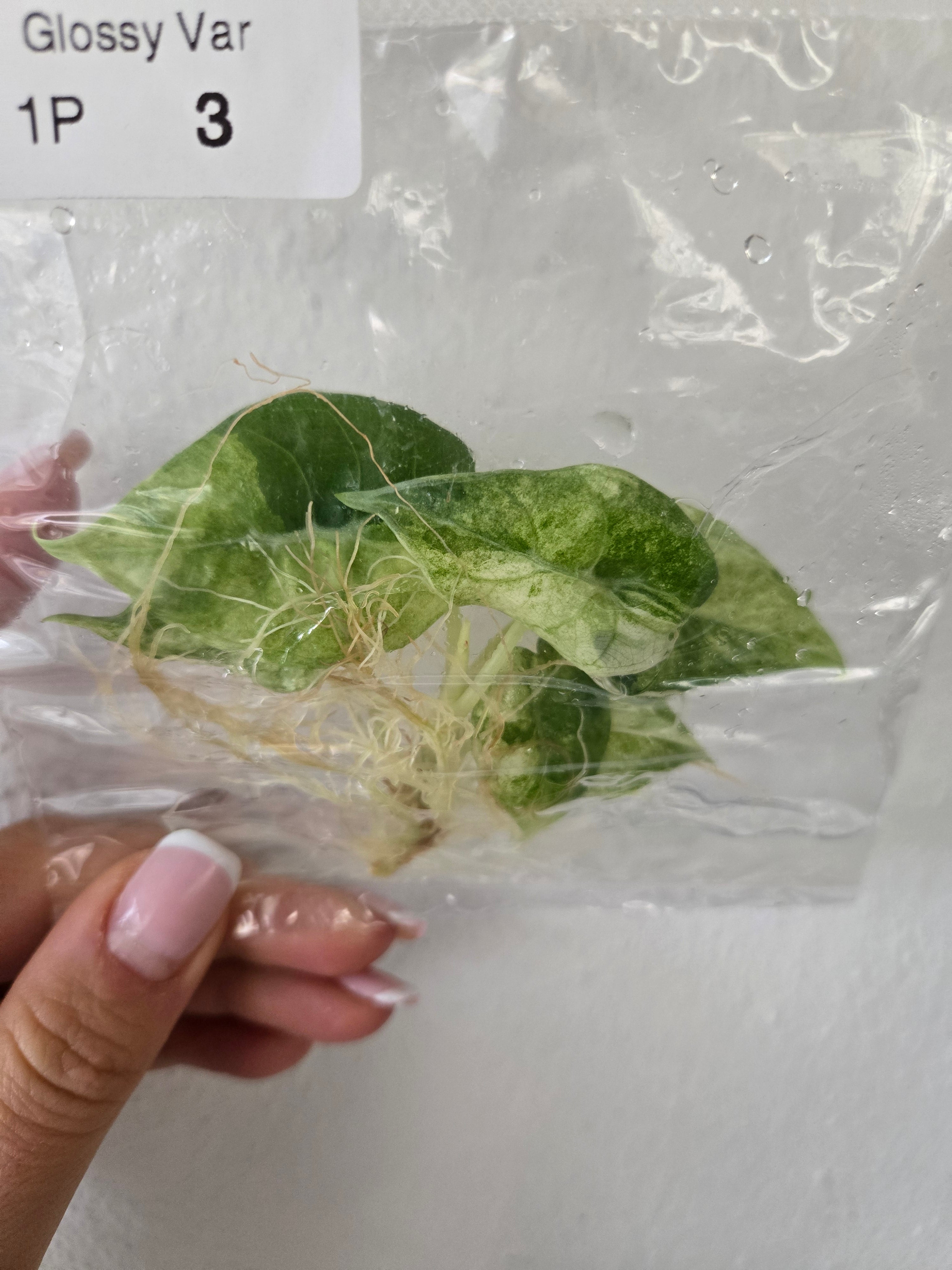 Alocasia Watsoniana Glossy Variegata - Tissue Culture (TC)