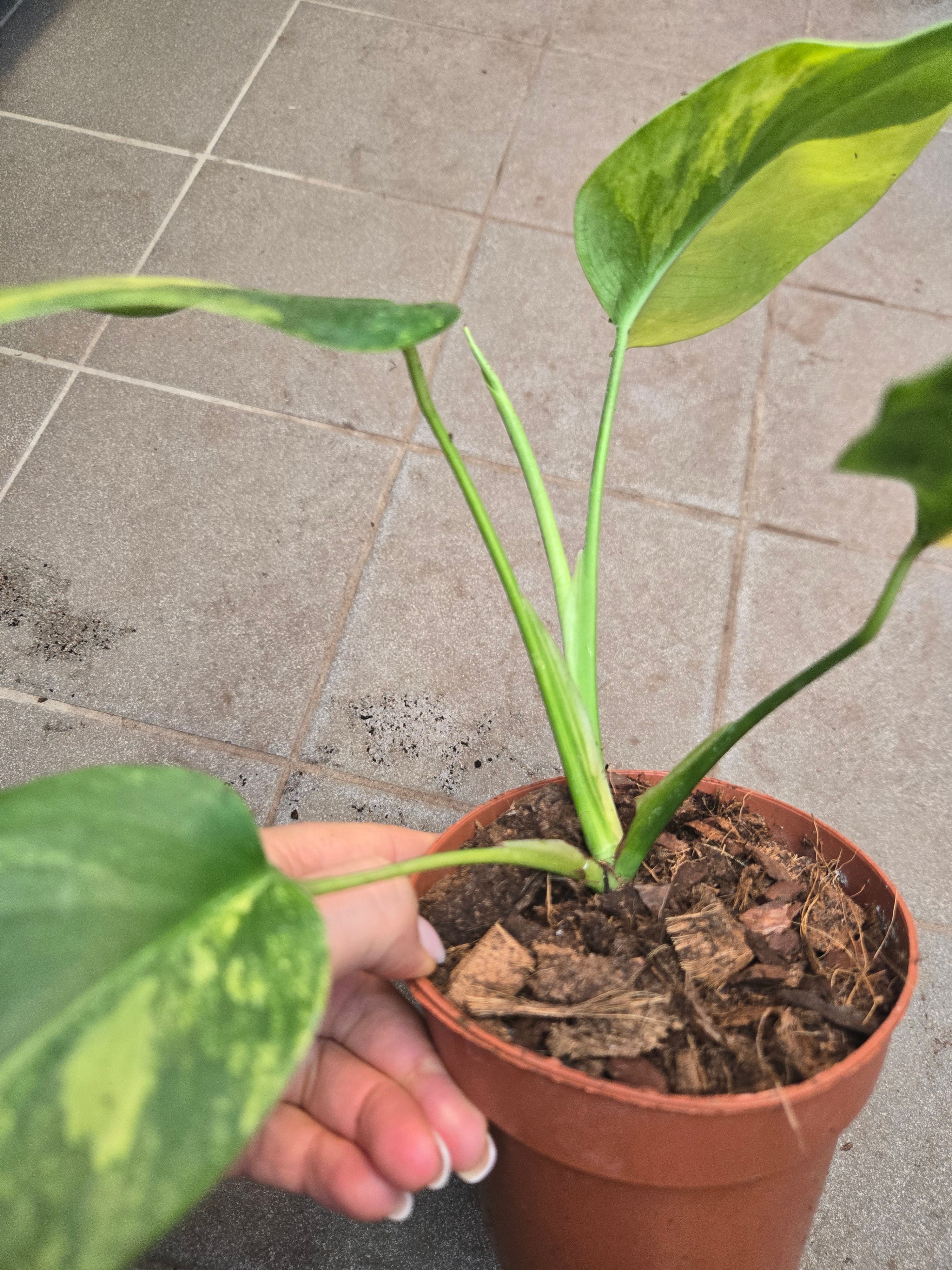 Monstera Aurea