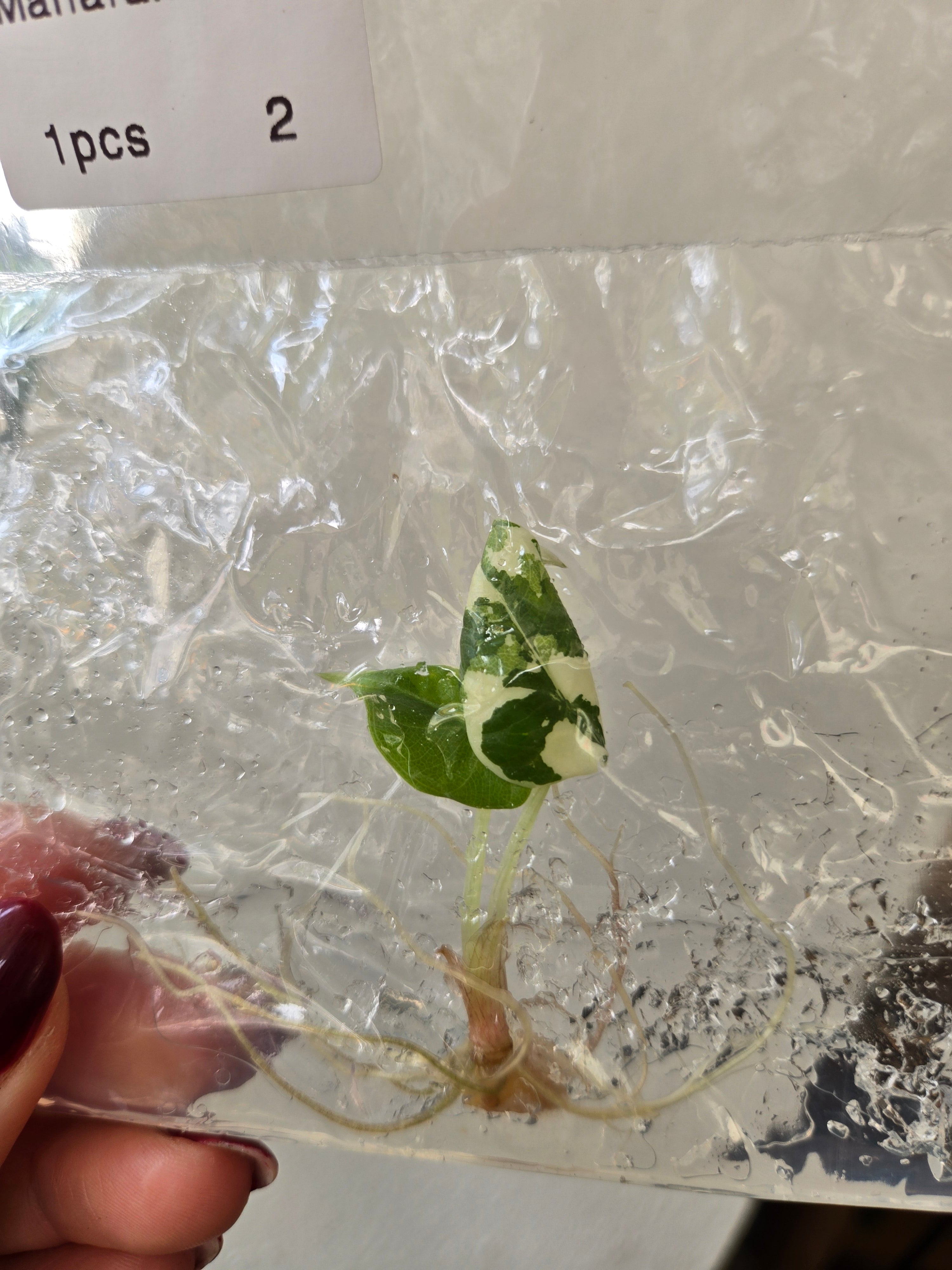 Alocasia Maharani Variegata- TC