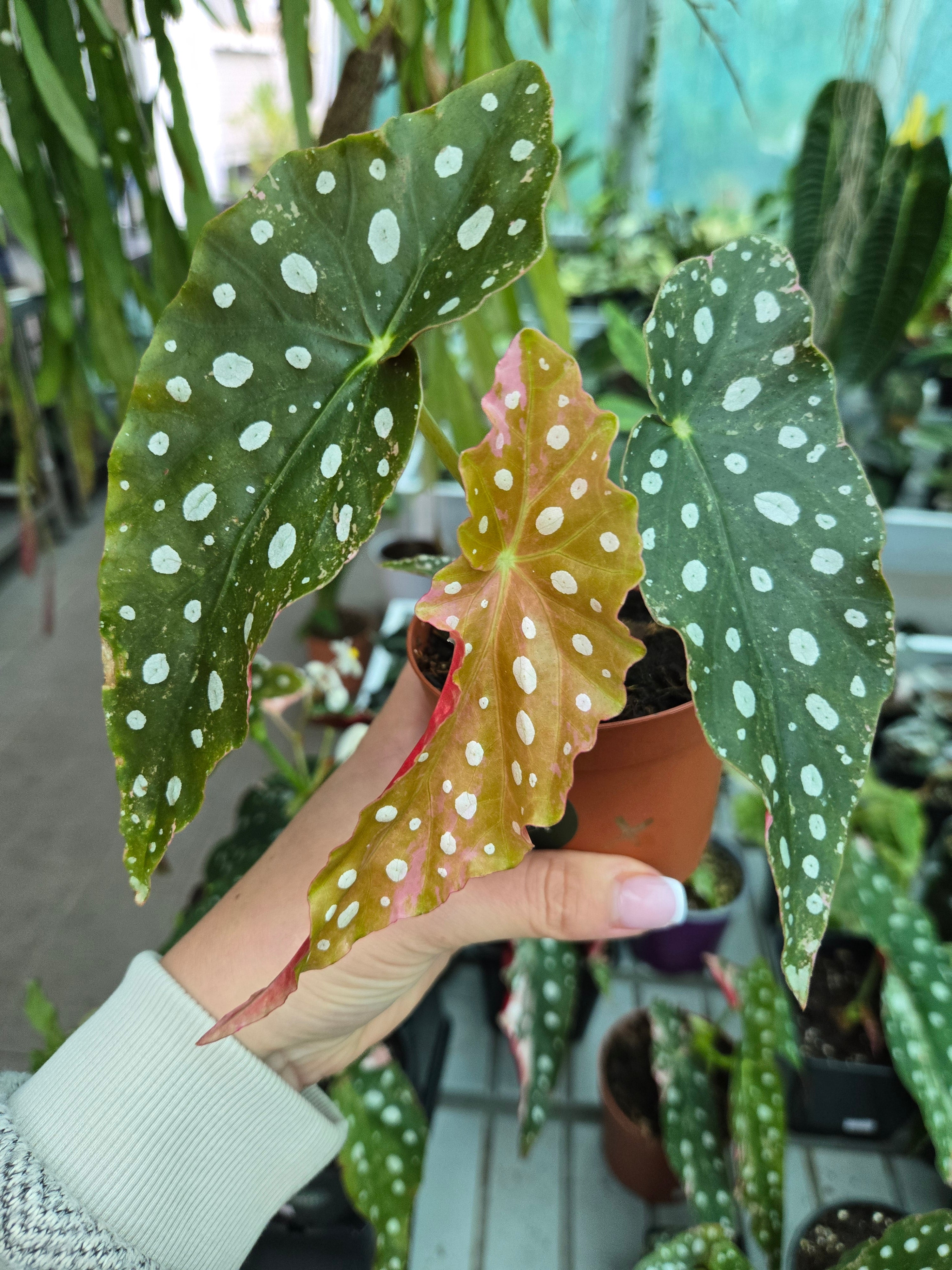 Begonia Maculata Pink