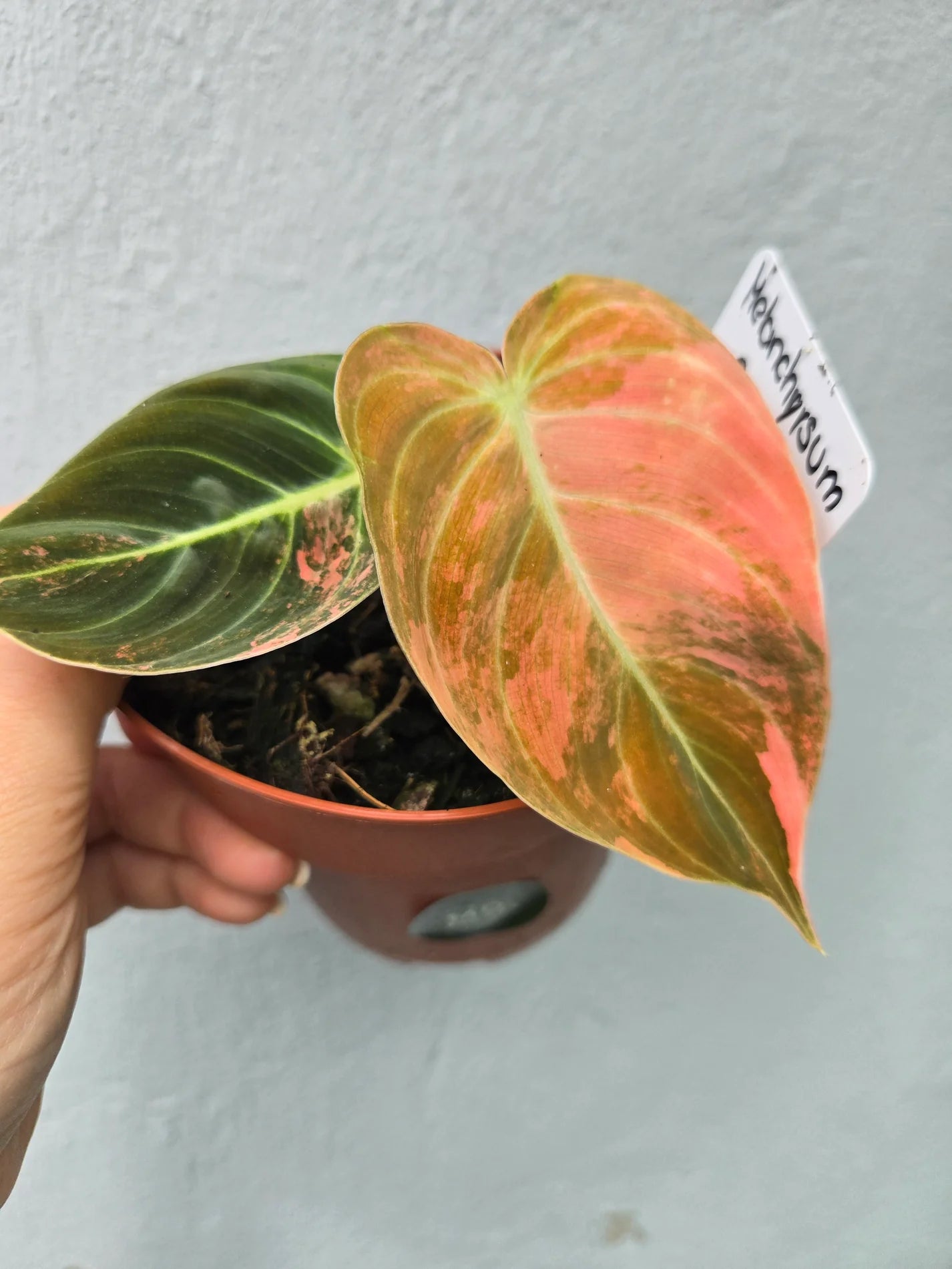 Philodendron Melanchrysum Pink/ orange Variegata - TC