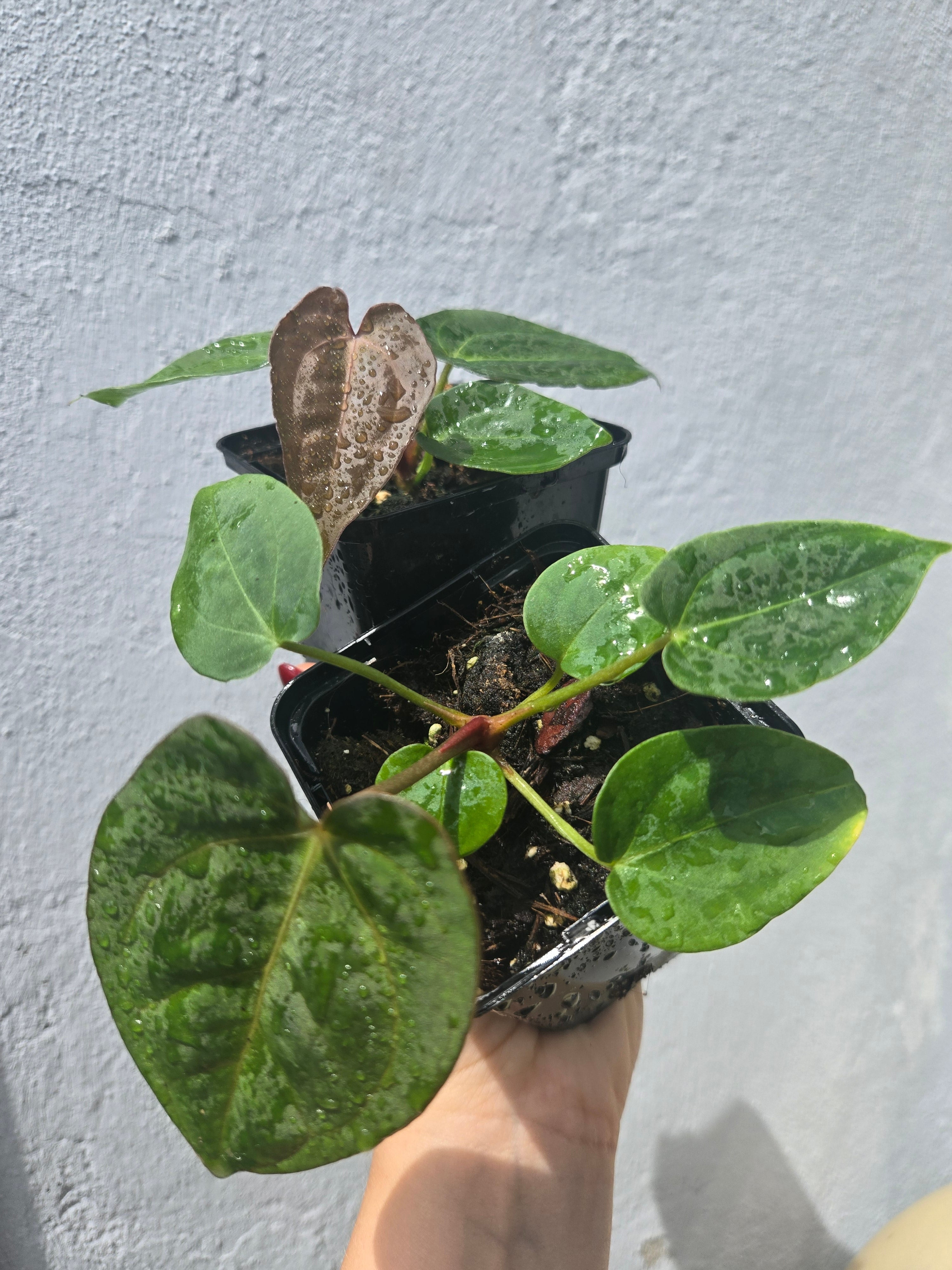 Anthurium (Dressleri x Carla)x BVEP x Savannah