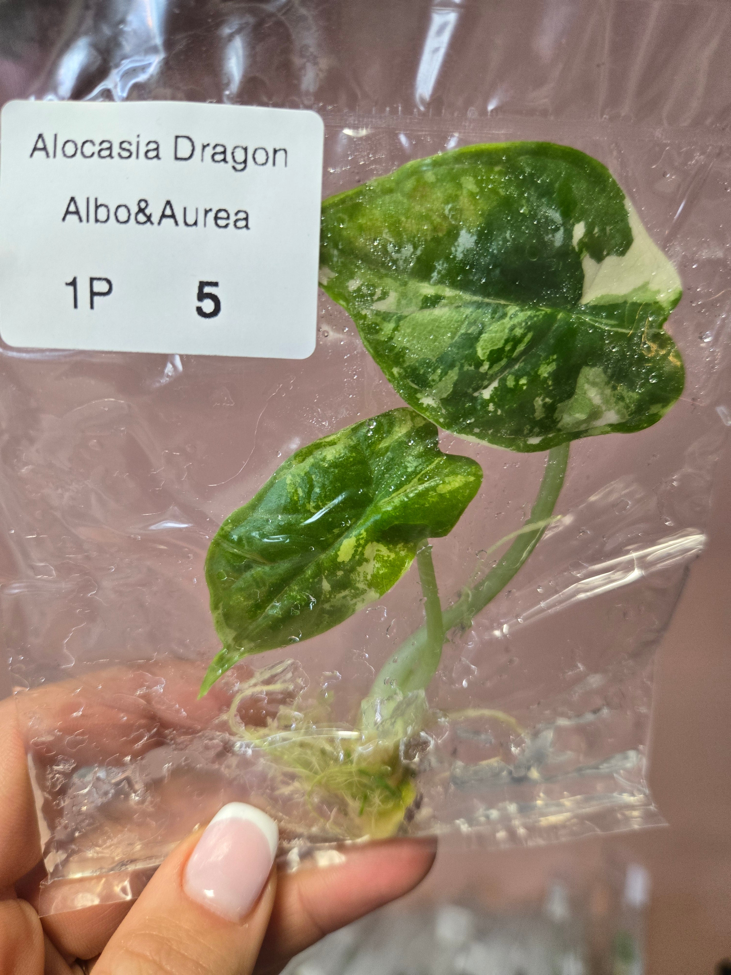 Alocasia Dragon Scale Albo/ Aurea