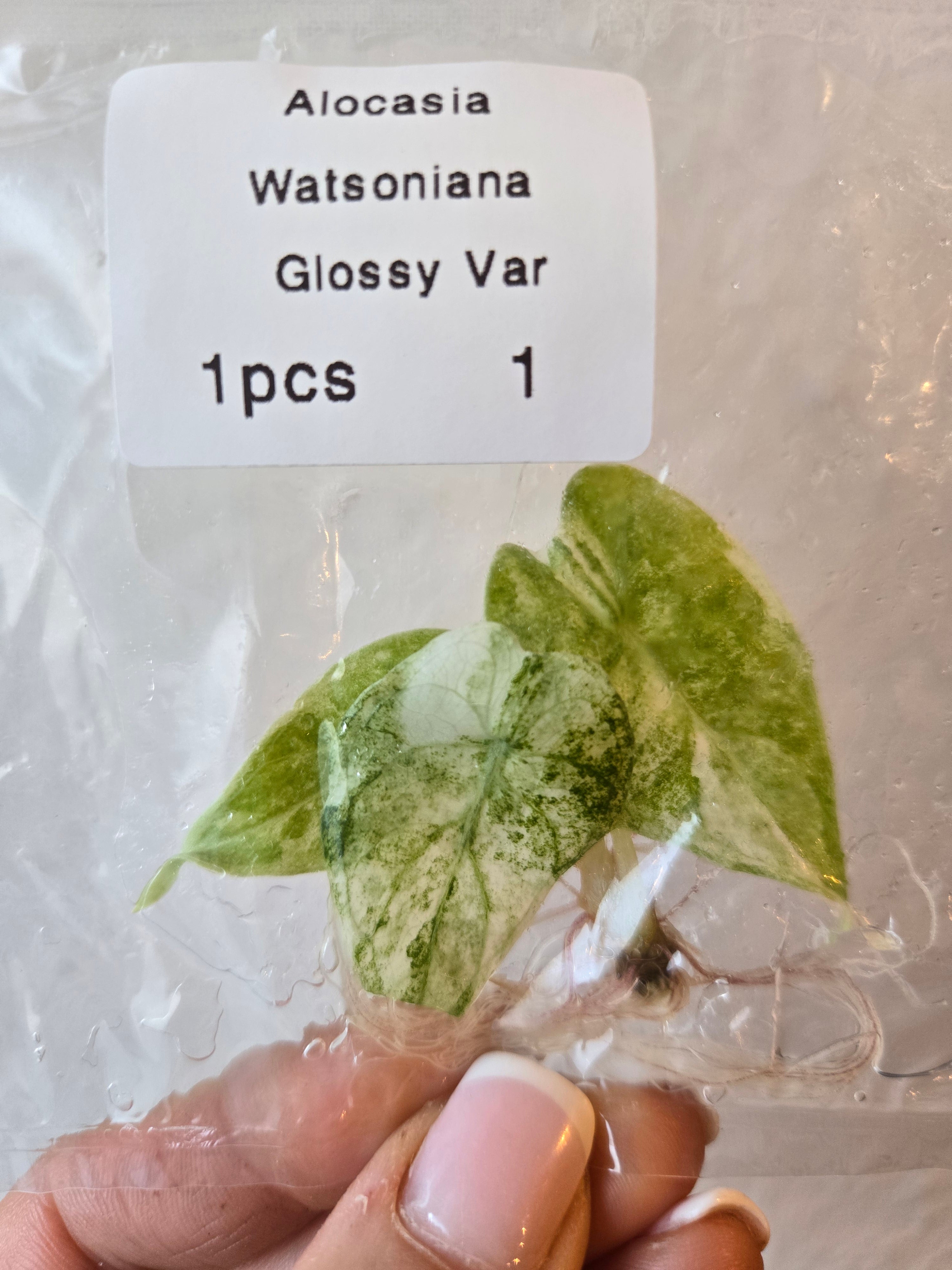 Alocasia Watsonia Glossy Variegata - Tissue Culture (TC)