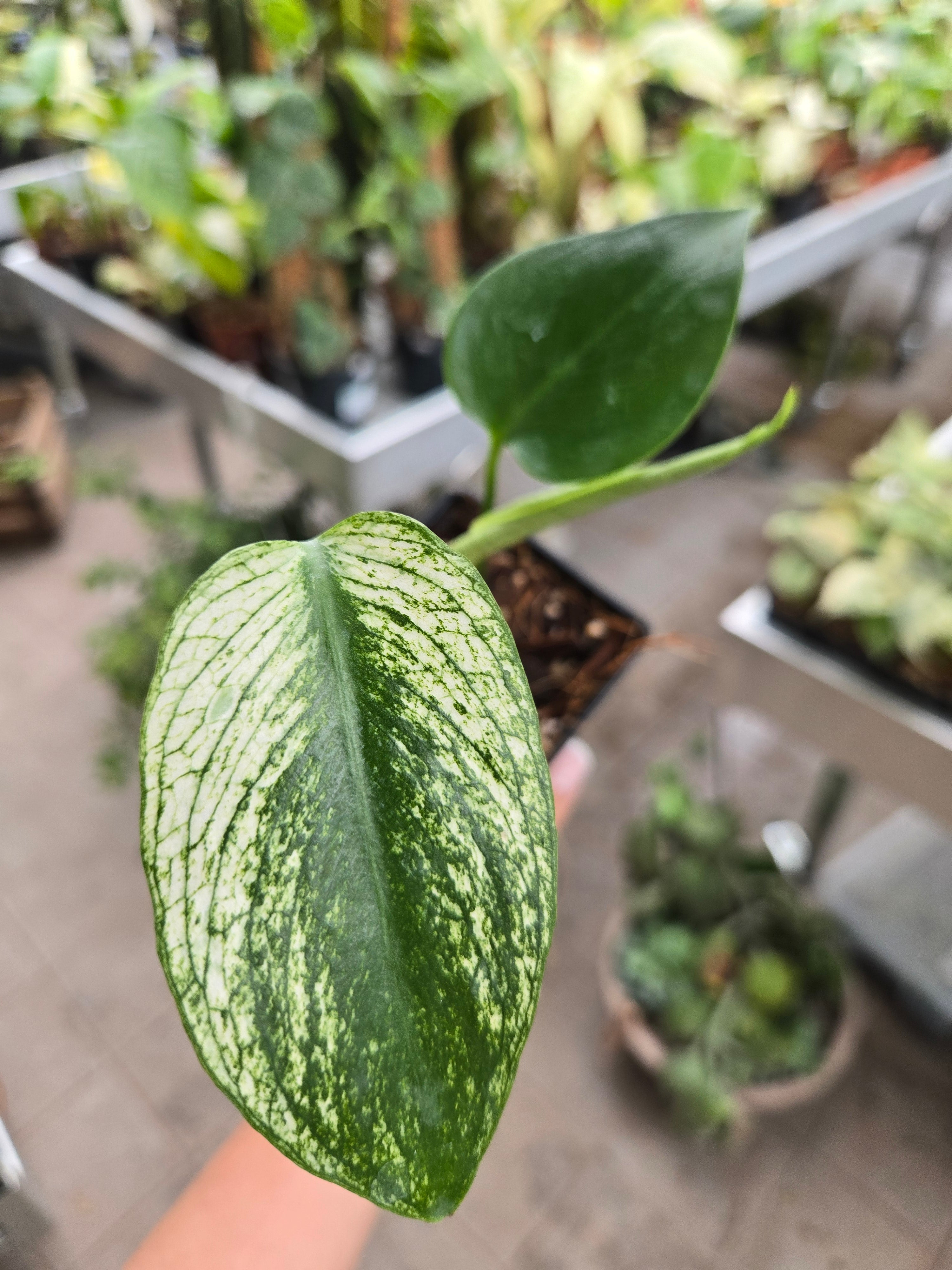 Monstera Devil Monster