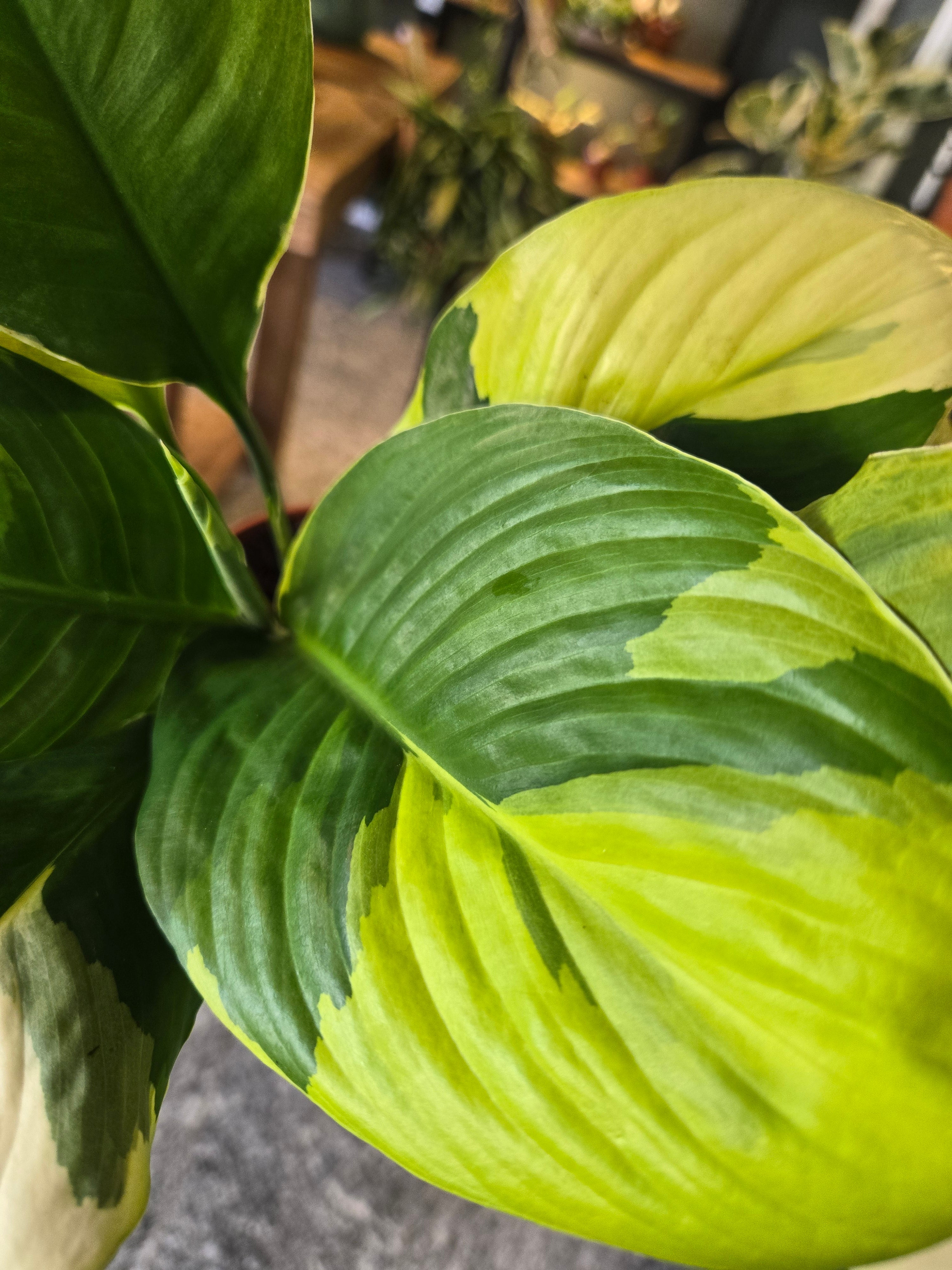 Spathiphyllum Sensation Aurea