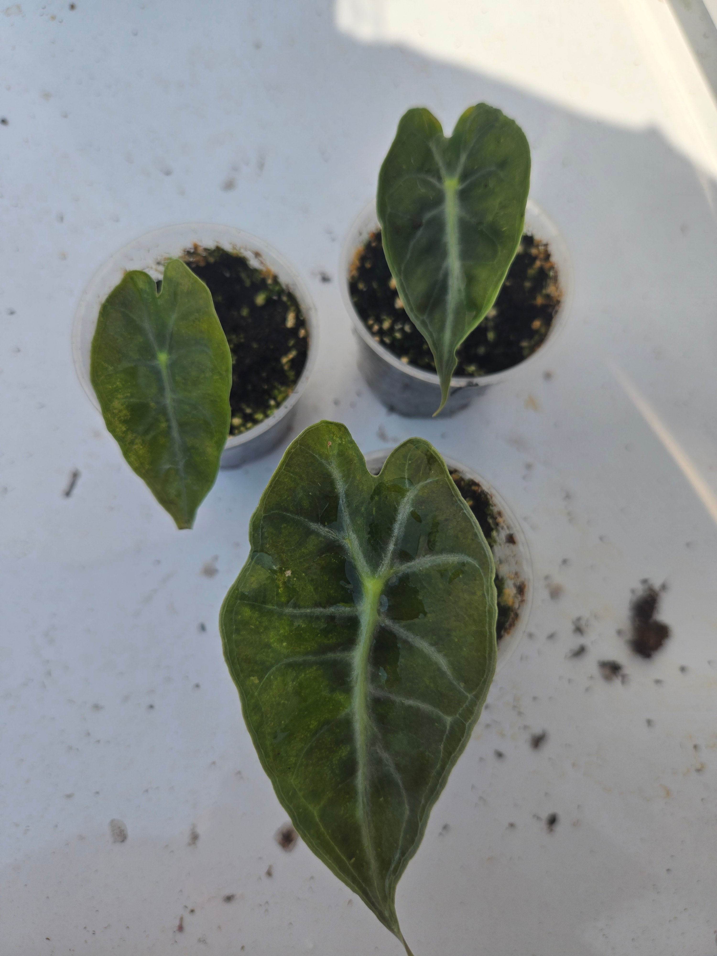 Alocasia Venom