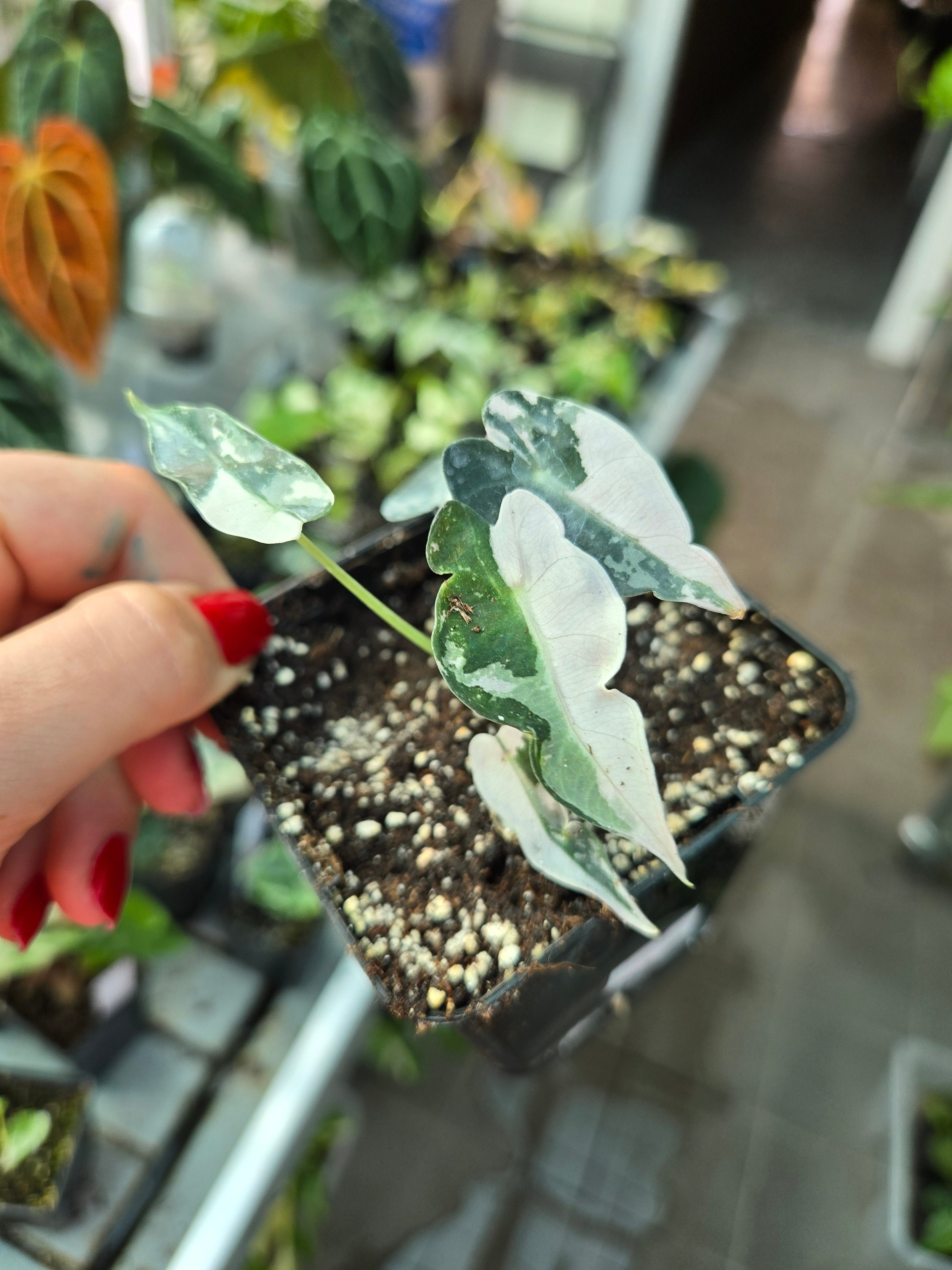 Alocasia Bambino Pink