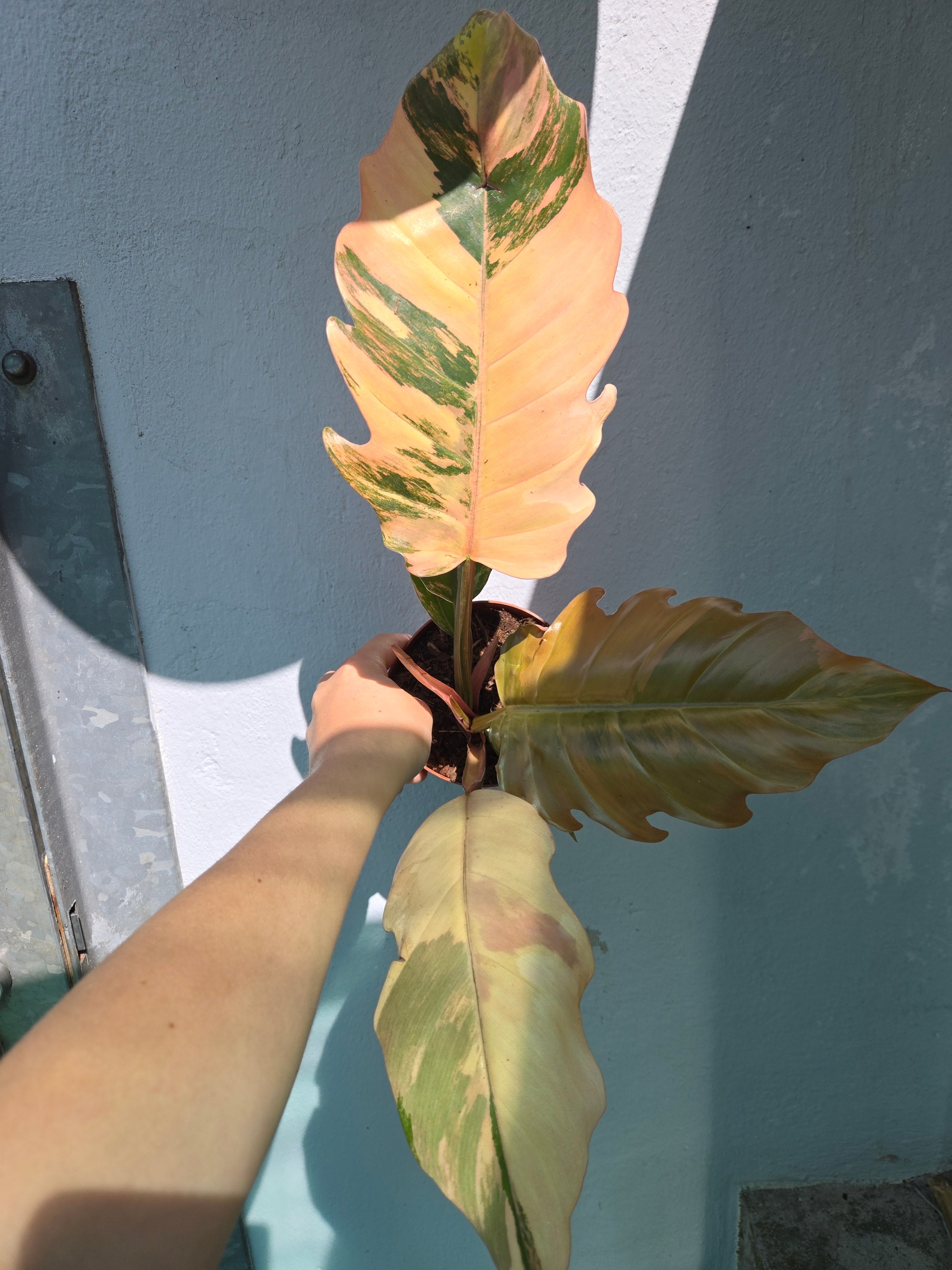 Philodendron Caramel mable