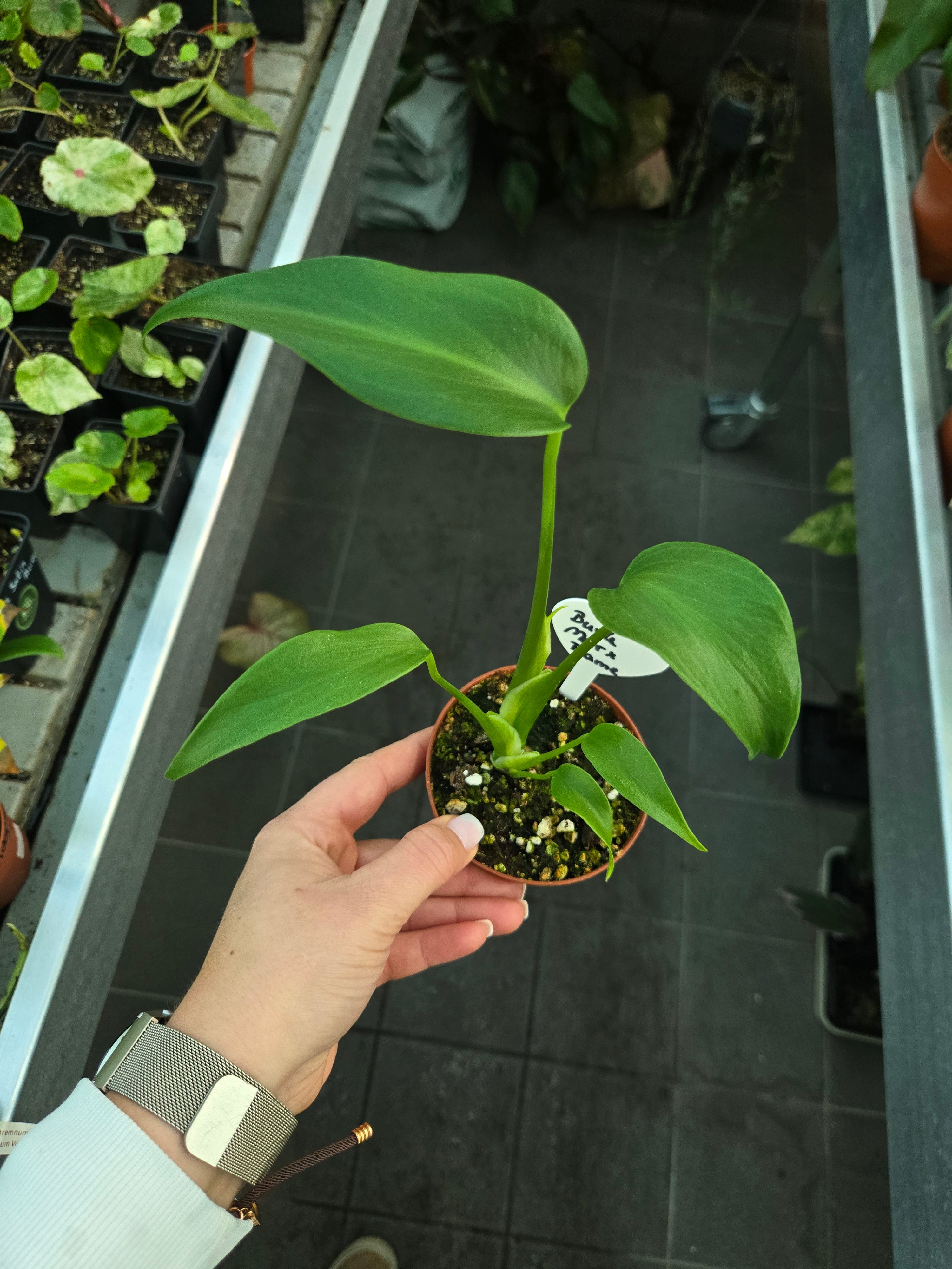 Monster Burlemarx Flame