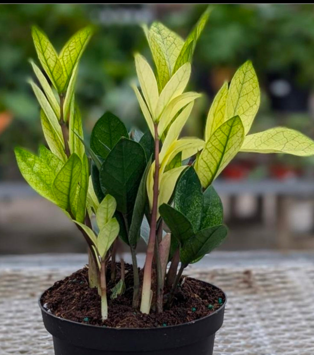Zamioculcas Zamiifolia Mint - TC