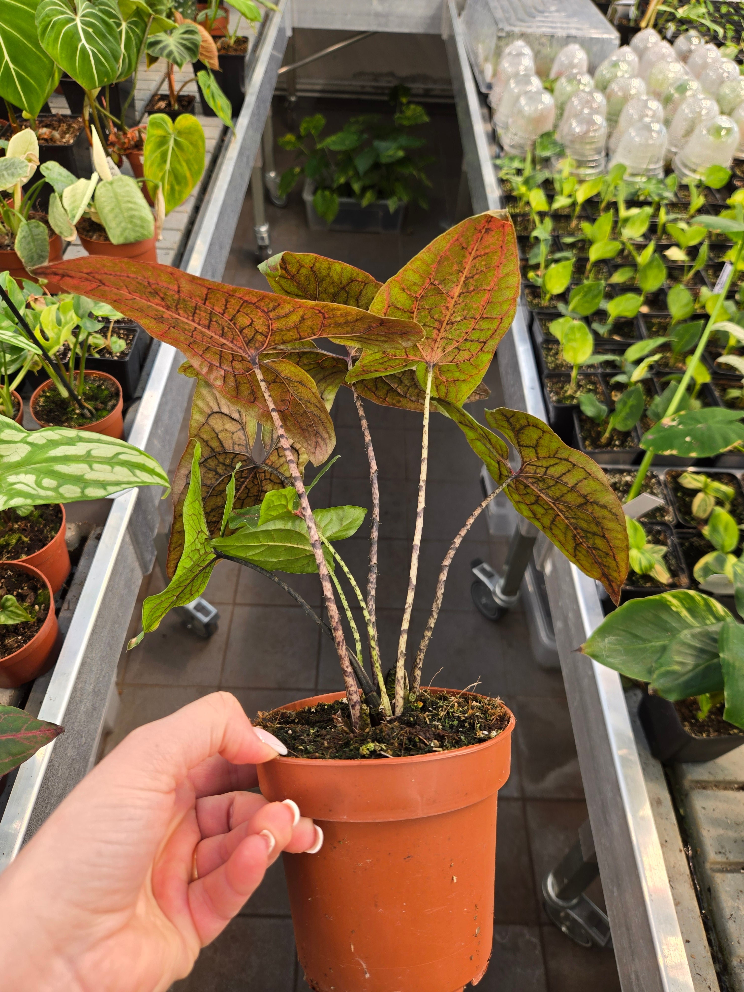 Cyrtosperma Johnstonii