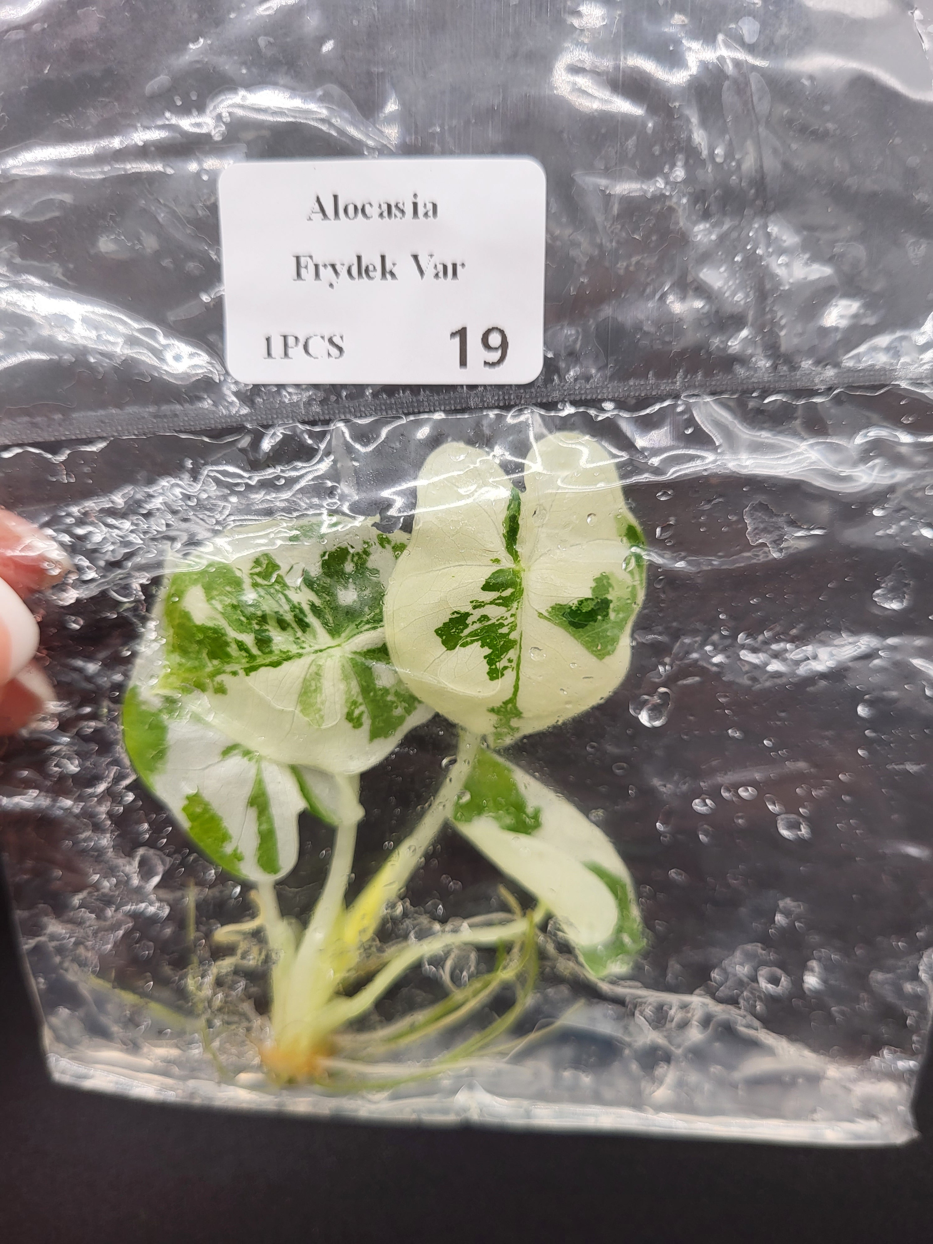 Alocasia Frydek Varigata - Tissue Culture (TC)