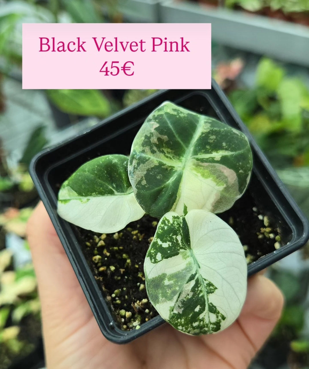 Black Velvet Pink
