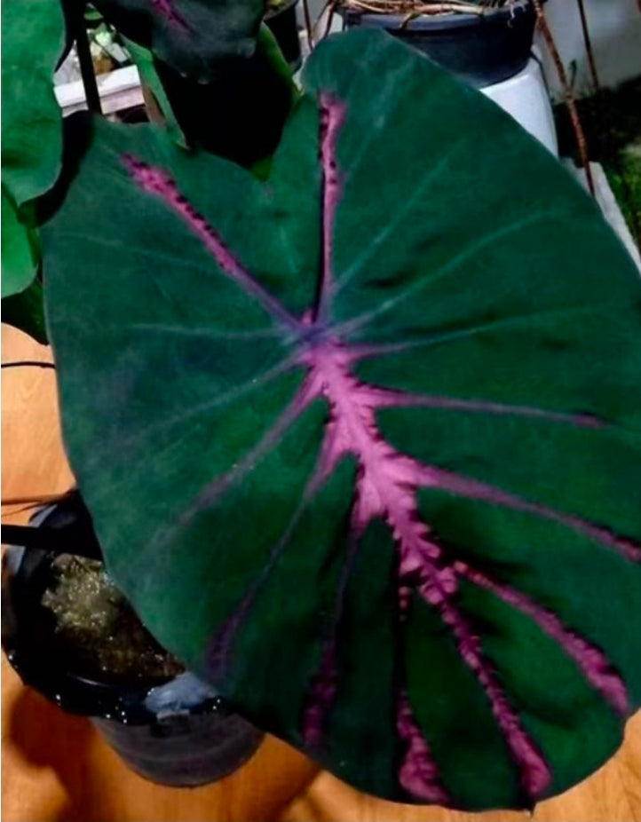 Colocasia 'Dark Knight' - TC