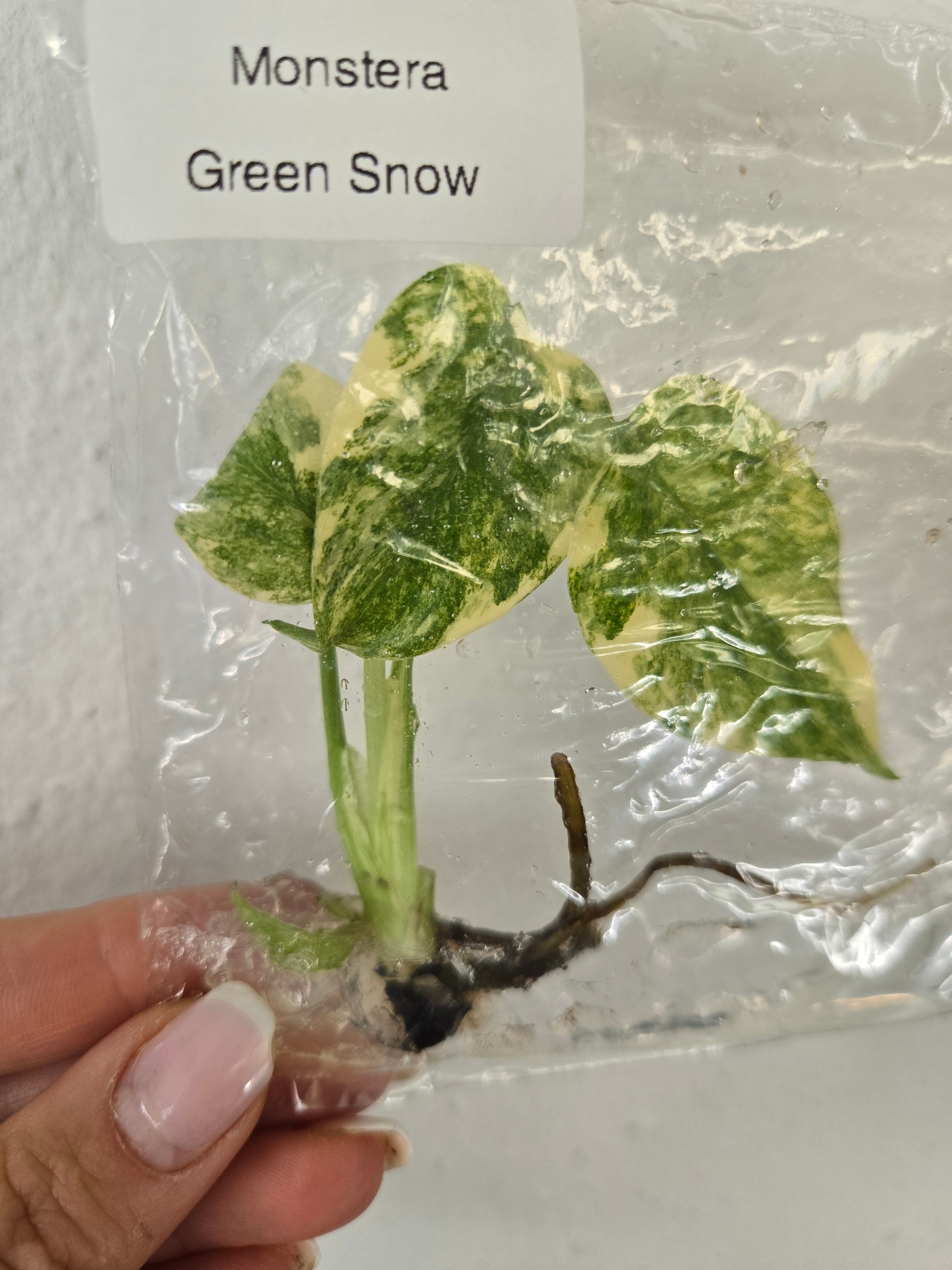 Monstera Green Snow - TC