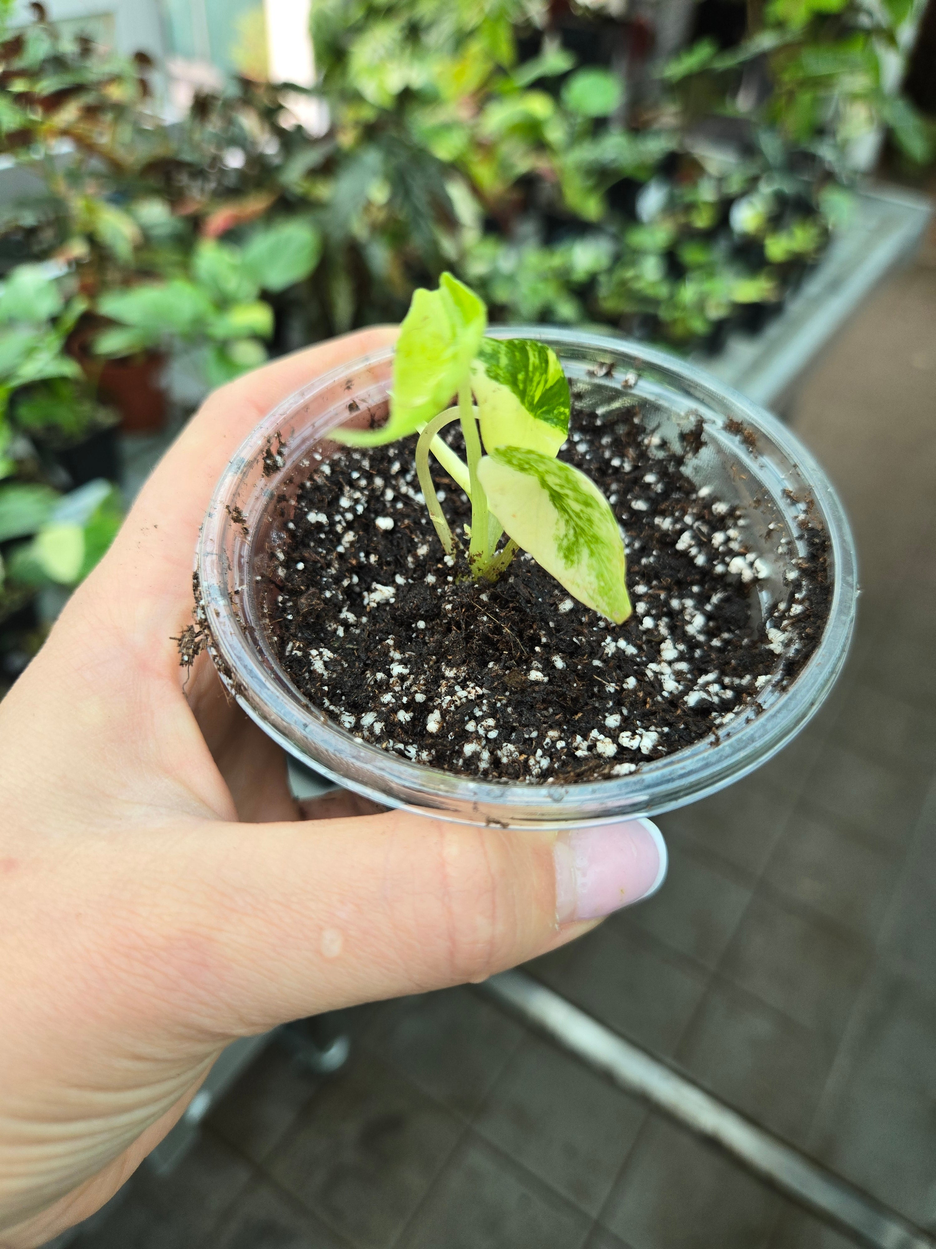 Alocasia Scalprum Aurea