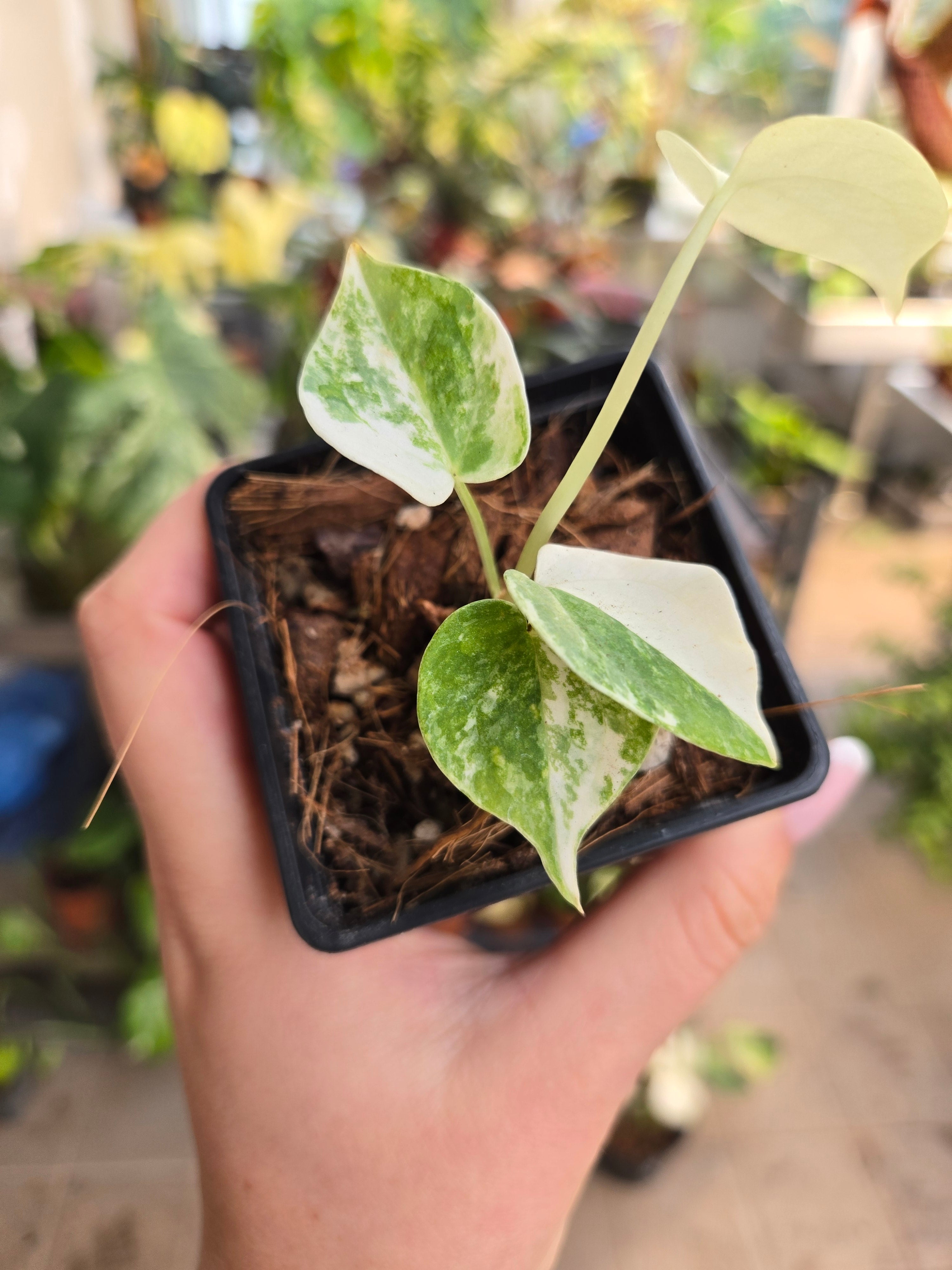 Anthurium Starbucks variegata