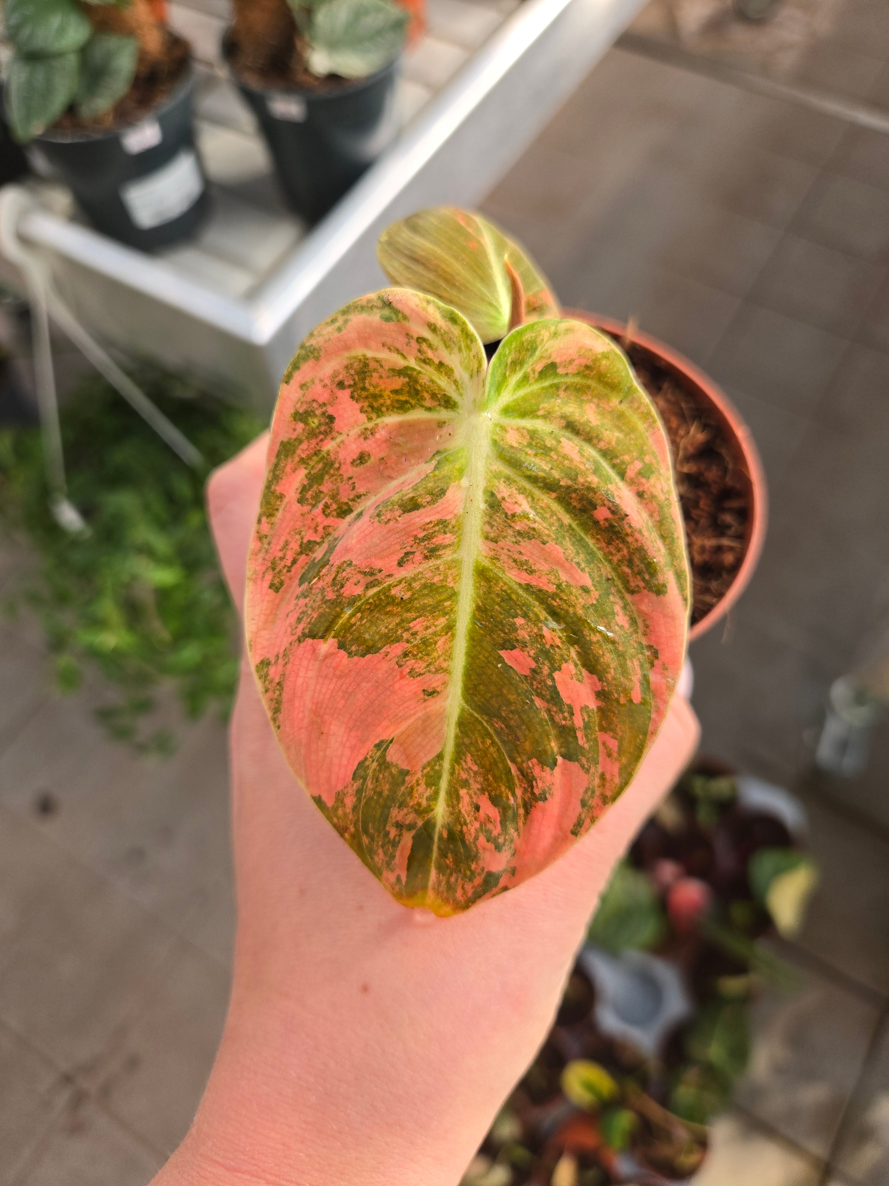 Philodendron Melanchrysum Orange - Pink  Variegated