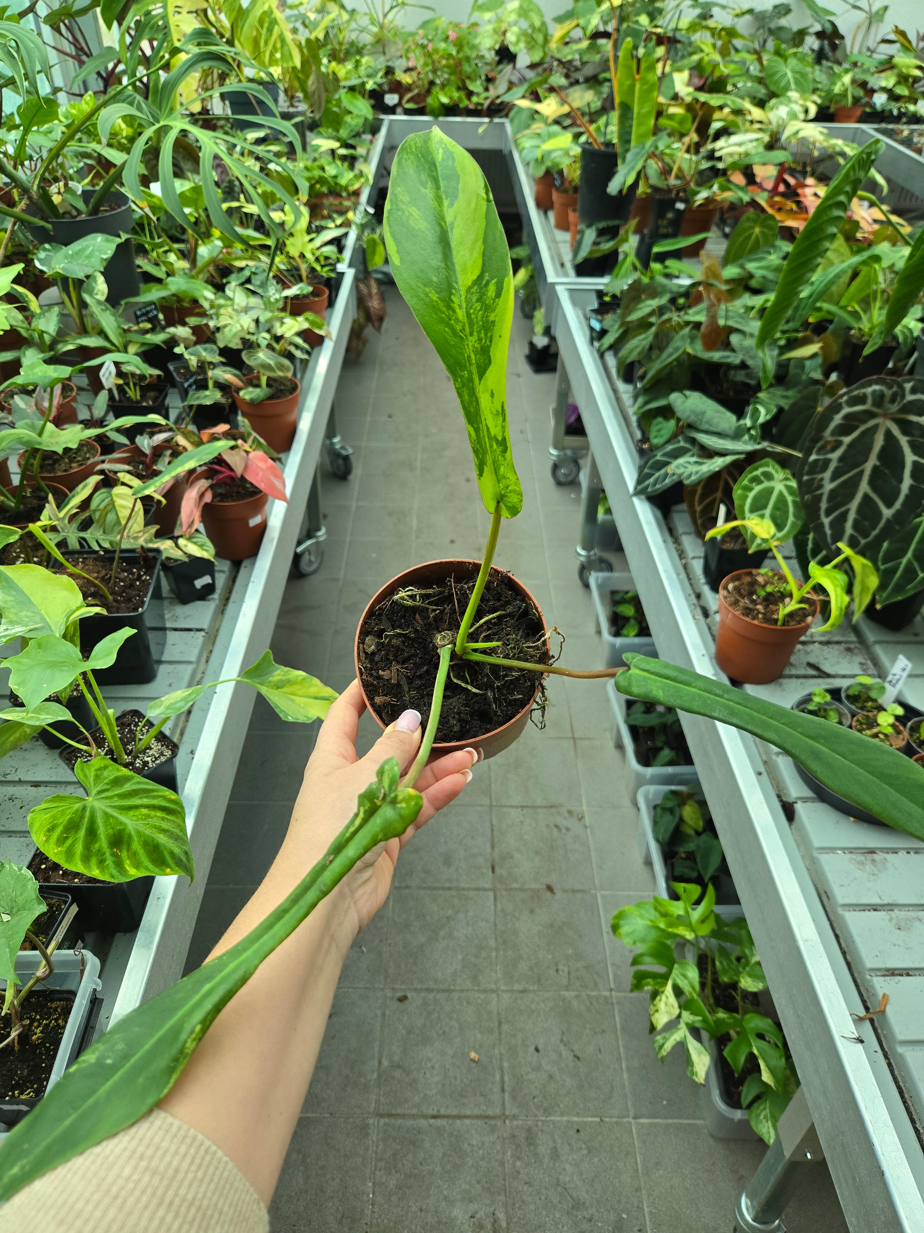 Philodendron Joepii Variegata