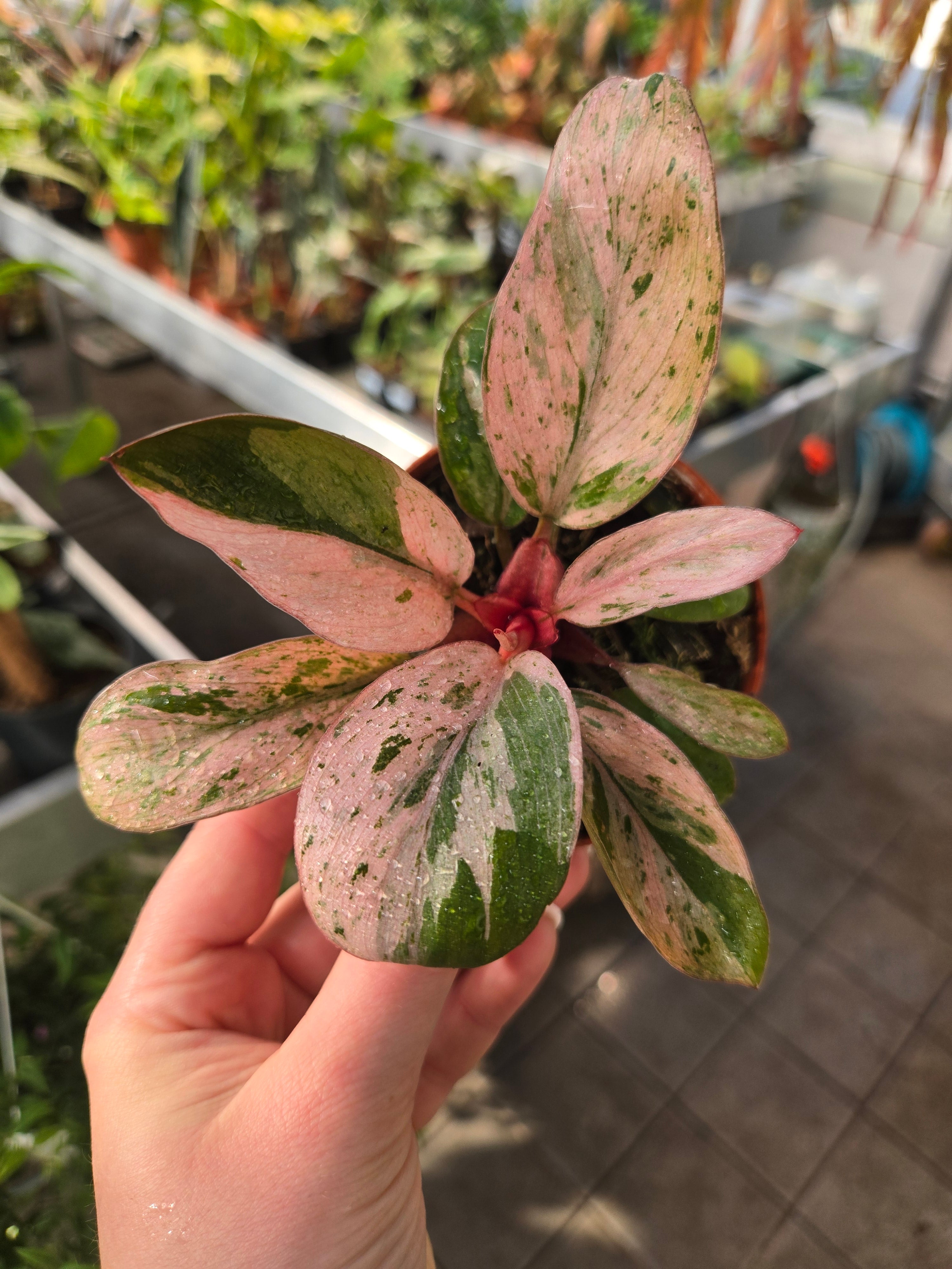 Philodendron red Congo darf mint