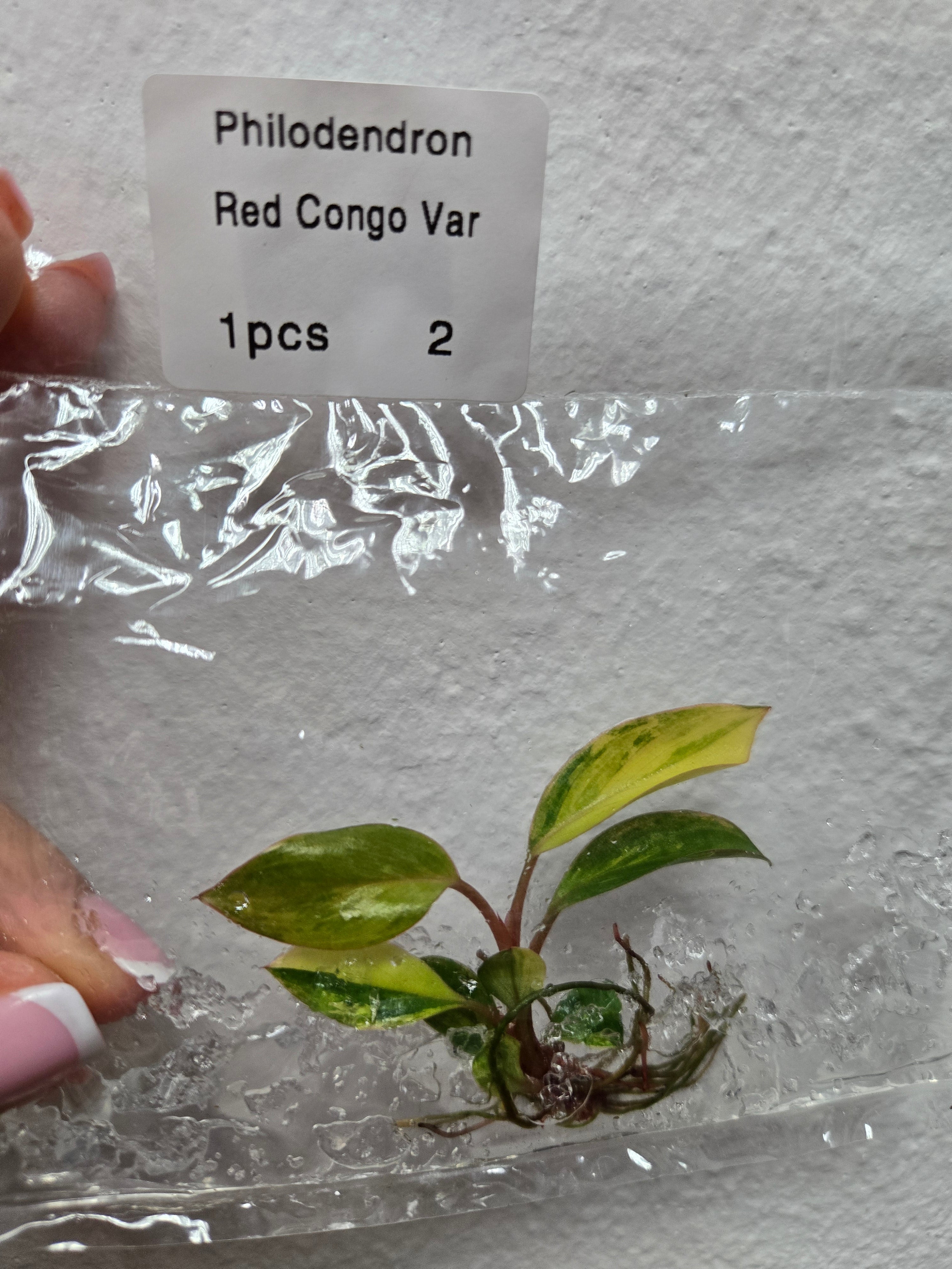 Philodendron Red Congo Variegata