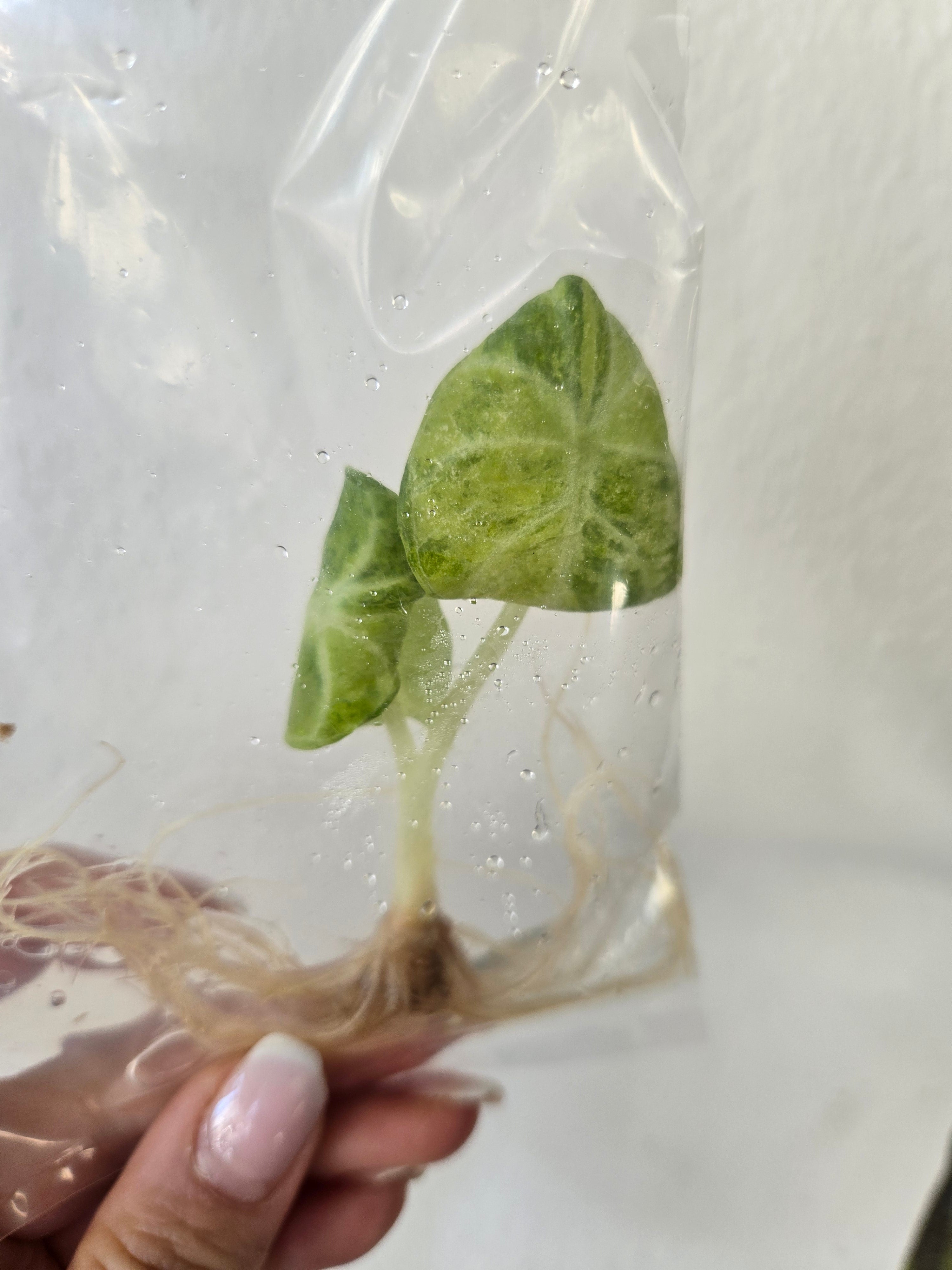 Alocasia Ninja Aurea - TC