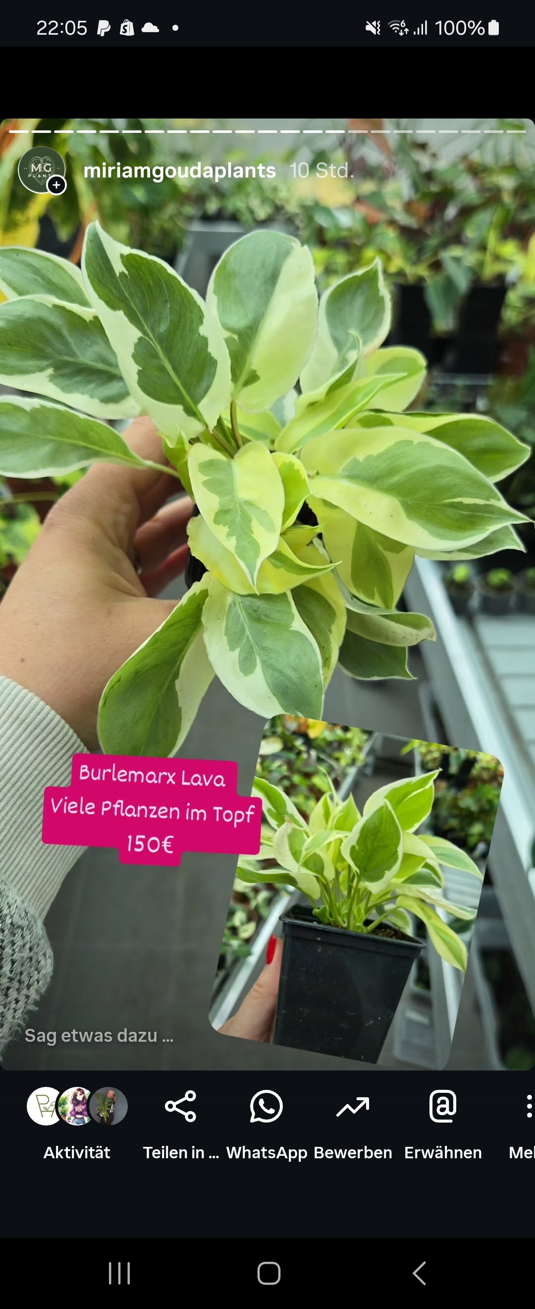 Stephanie Plants
