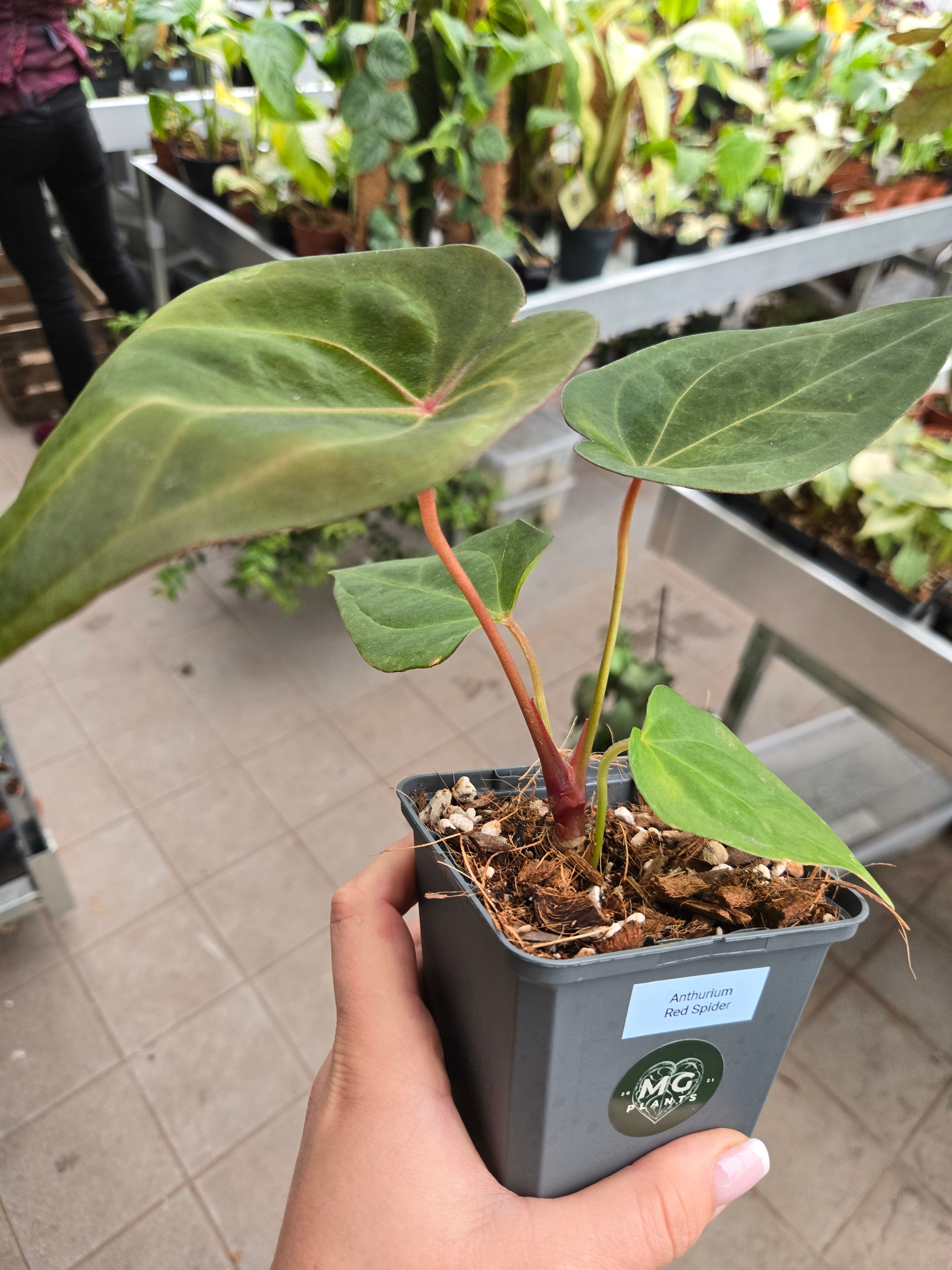 Anthurium Red Spider
