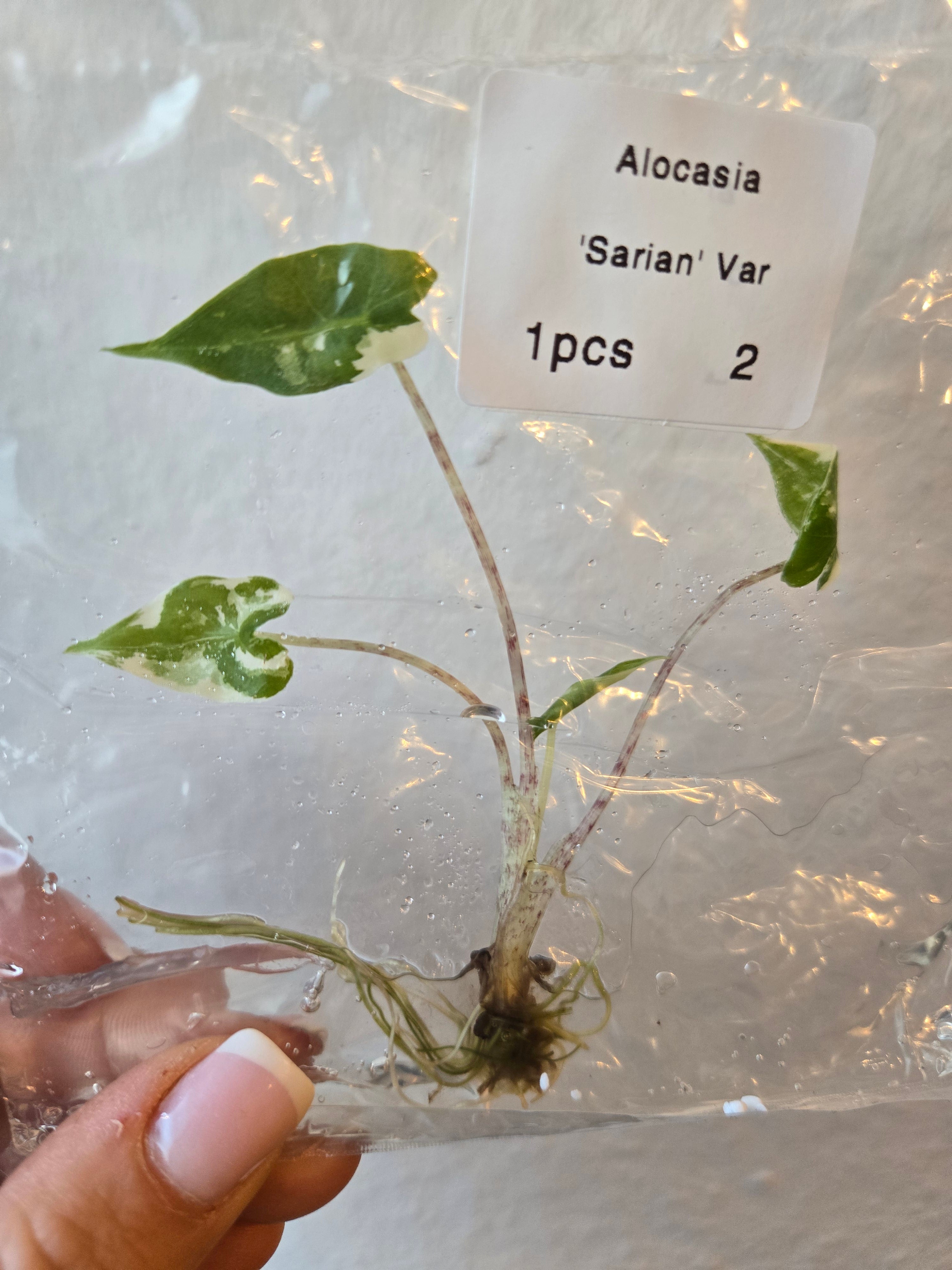 Alocasia Sarian Albo Variegata - Tissue Culture  (TC)