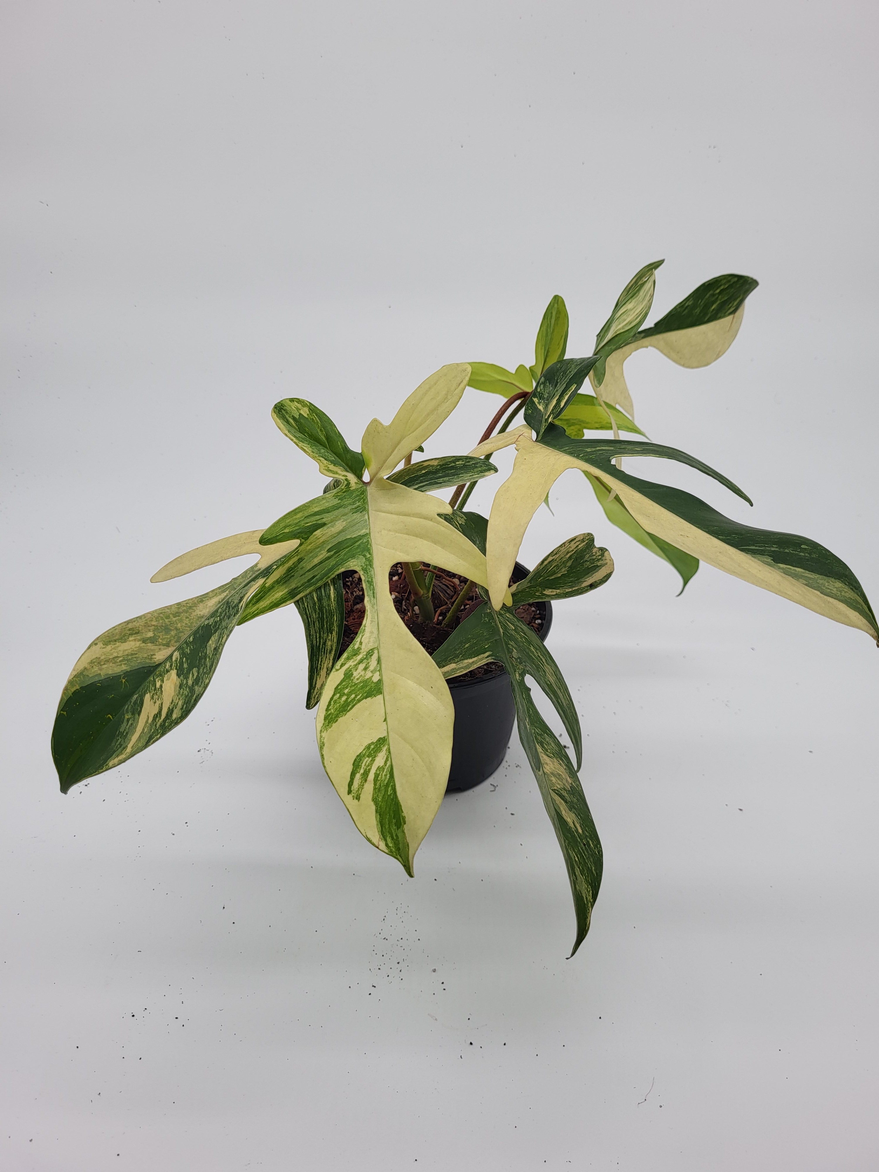 philodendron florida beauty kaufen Philodendron Florida Beauty
