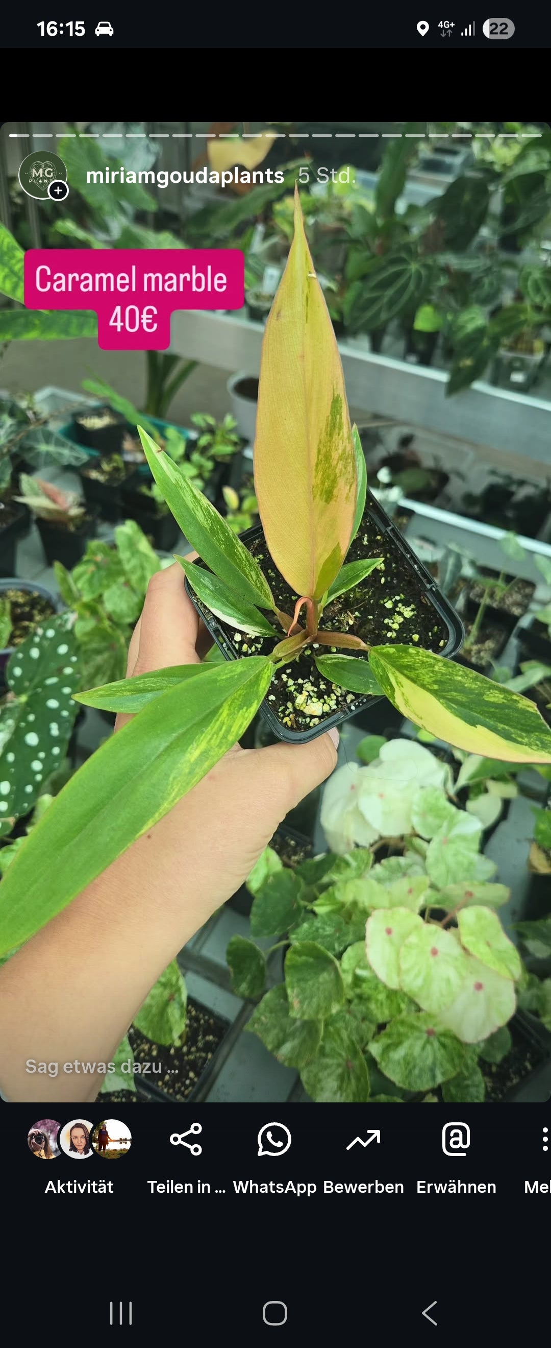 Plant bundel+ Micans