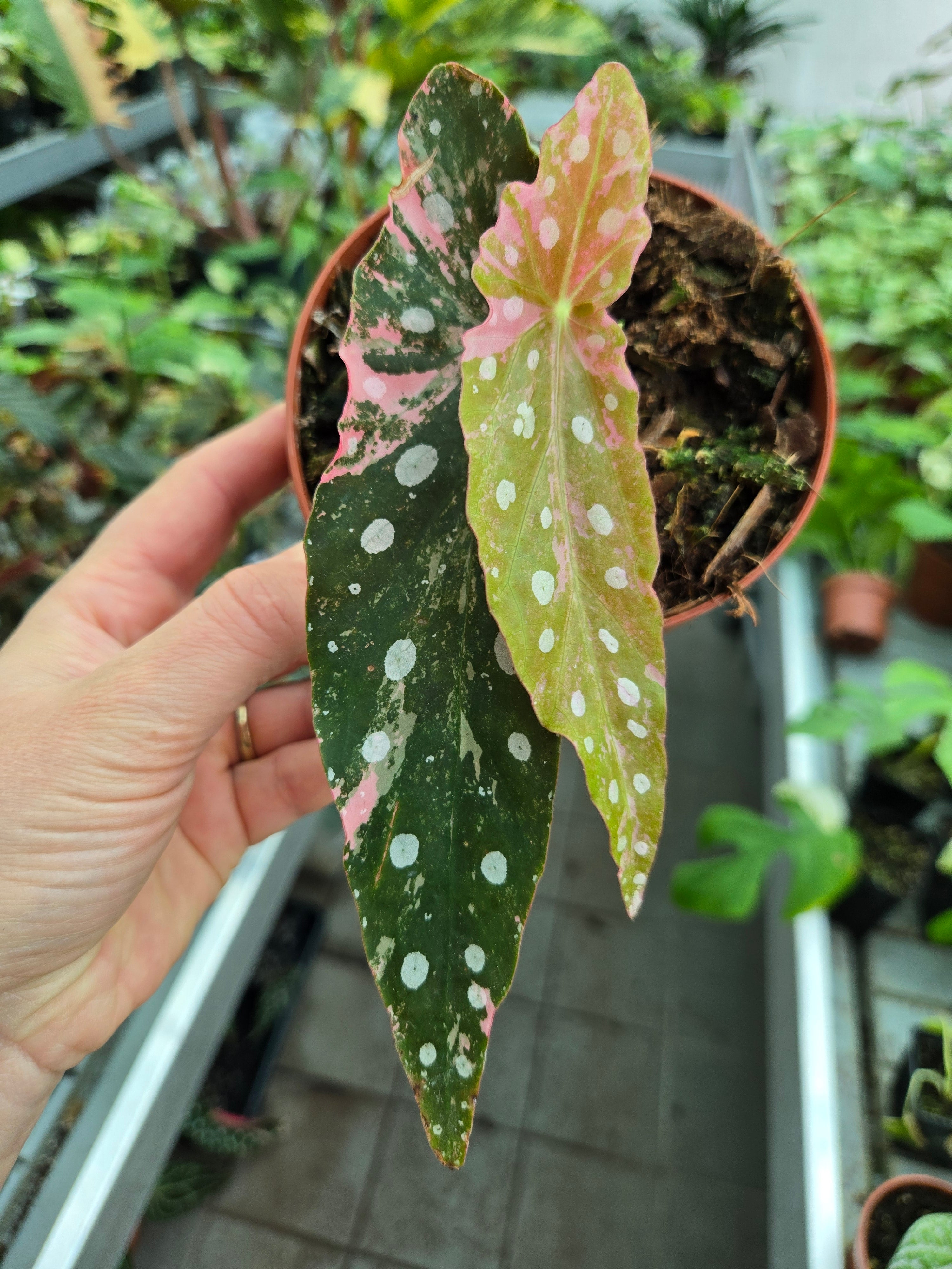 Begonia Maculata Pink
