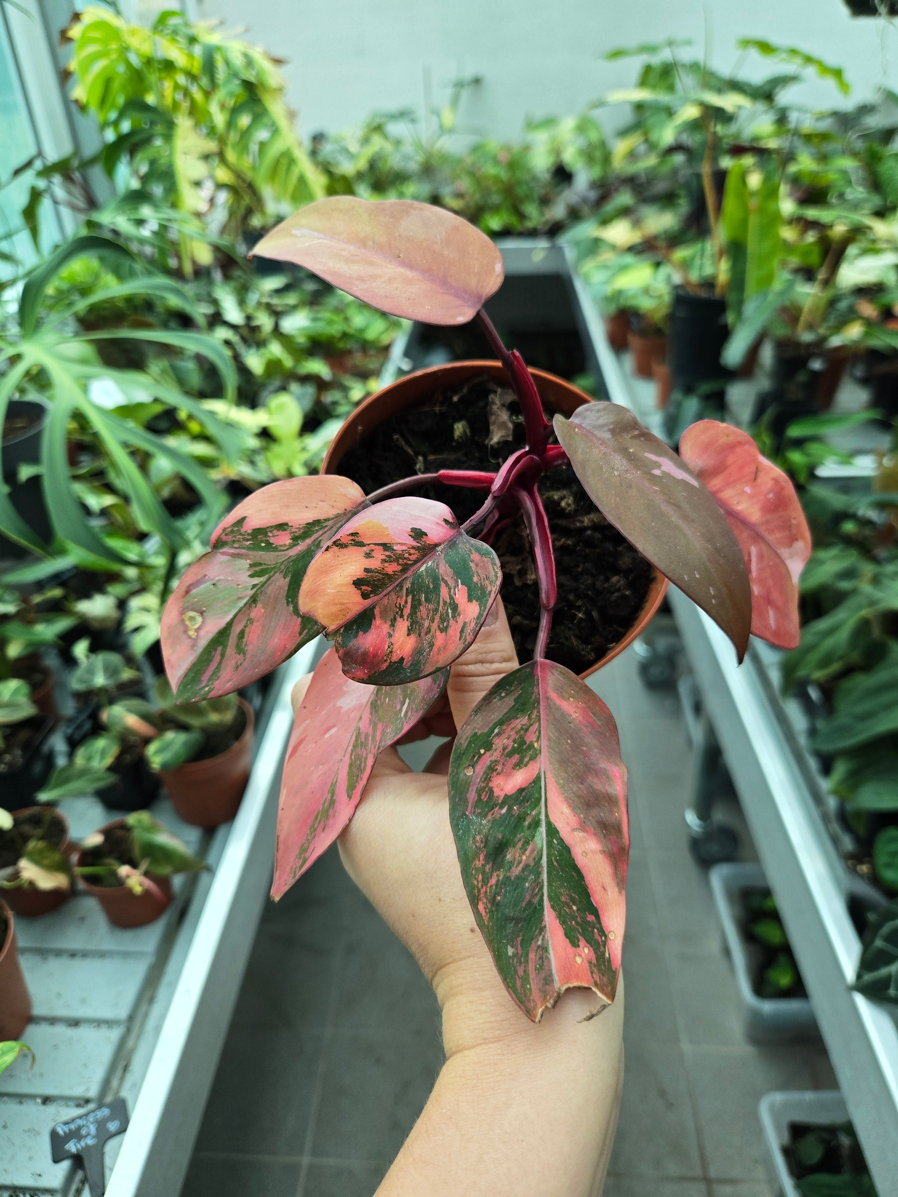 Philodendron Fire Princess