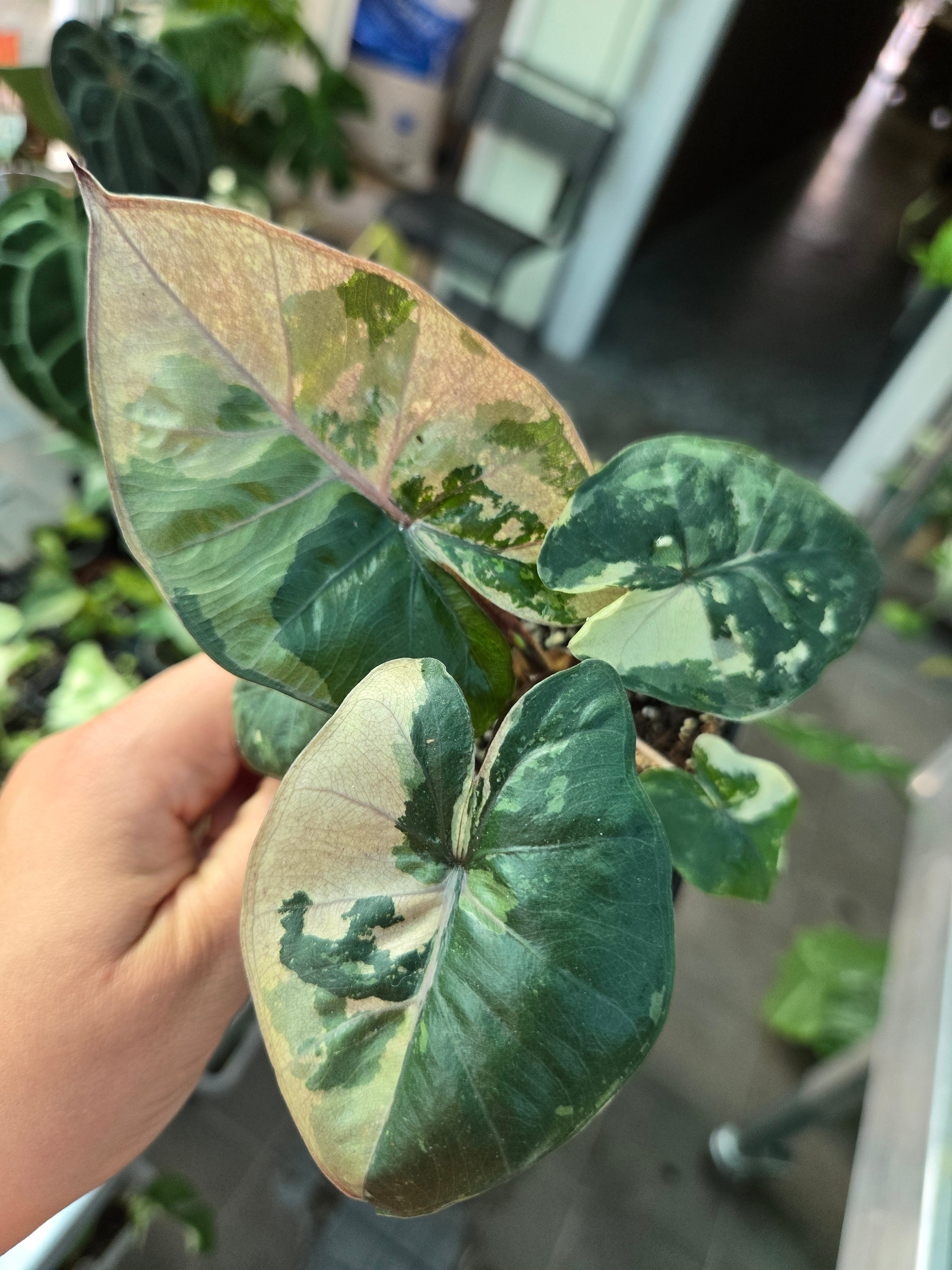 Alocasia Yucatan Variegata