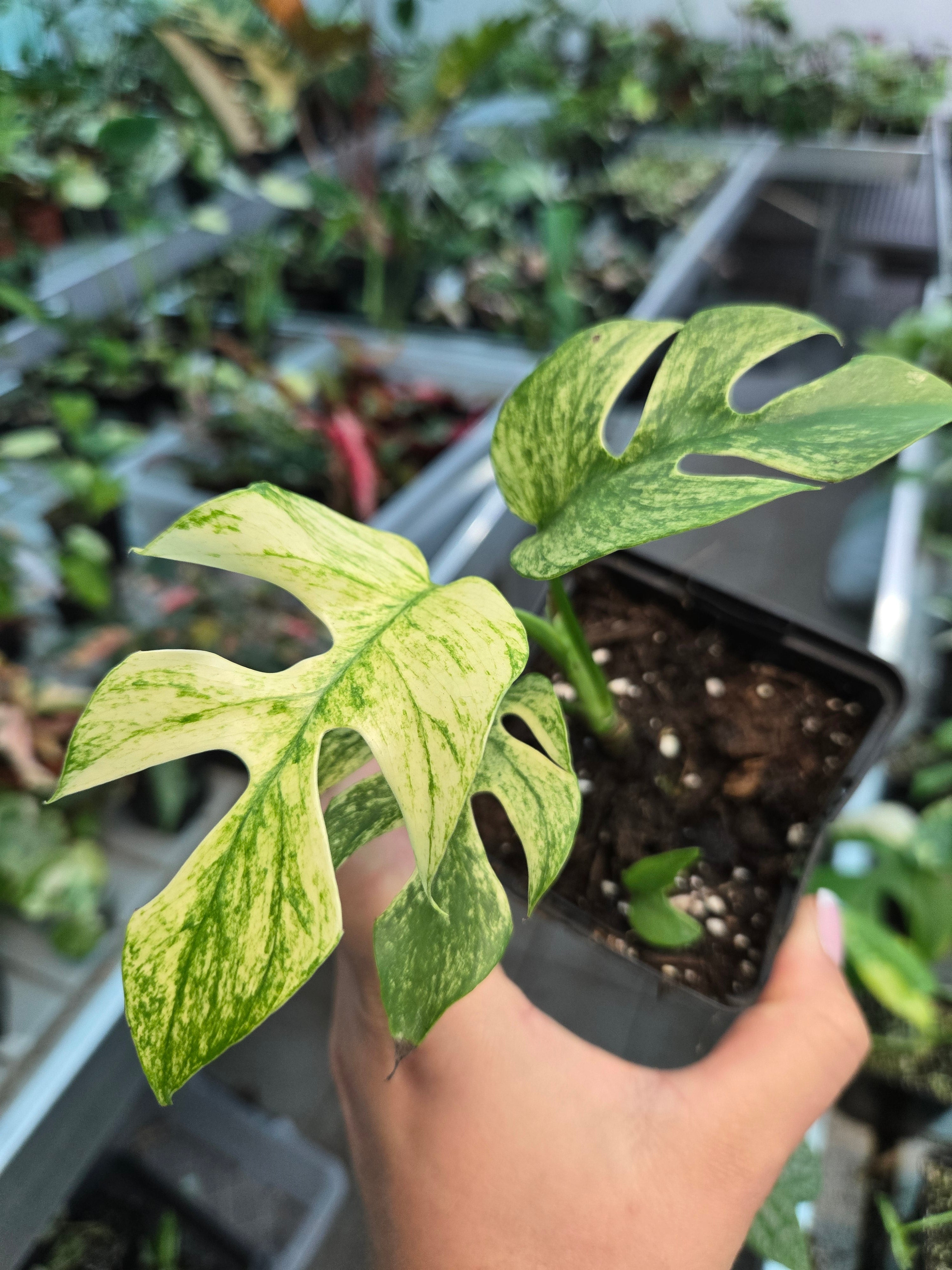 Rhaphidophora Testrasperma White Monster