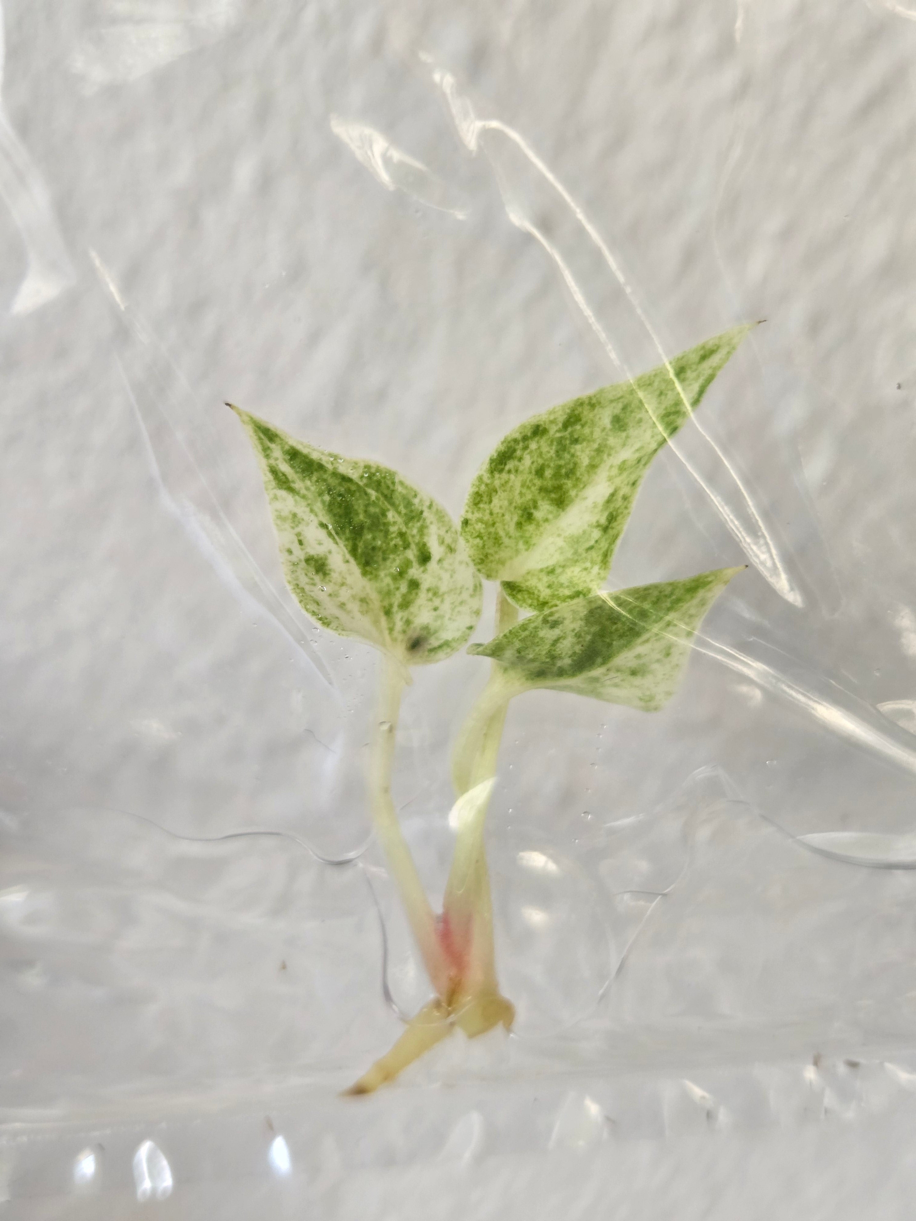 Anthurium Hookeri Albo Variegata - TC