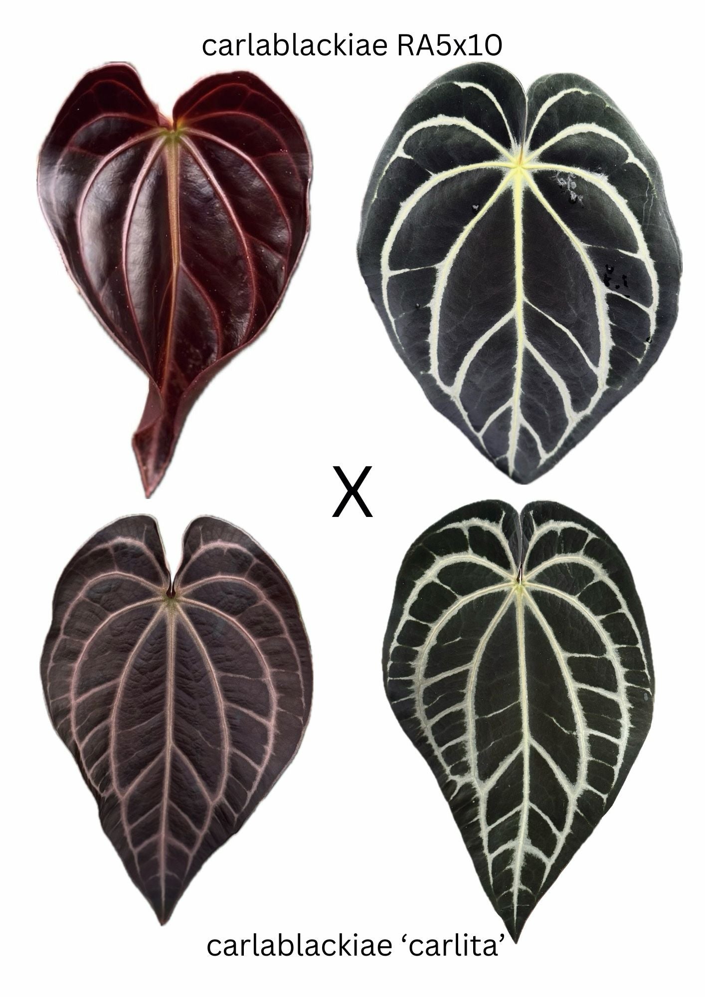 1x Anthurium Carlablackiae RA5x10 x Carlablackiae'Carlita' - Seedling