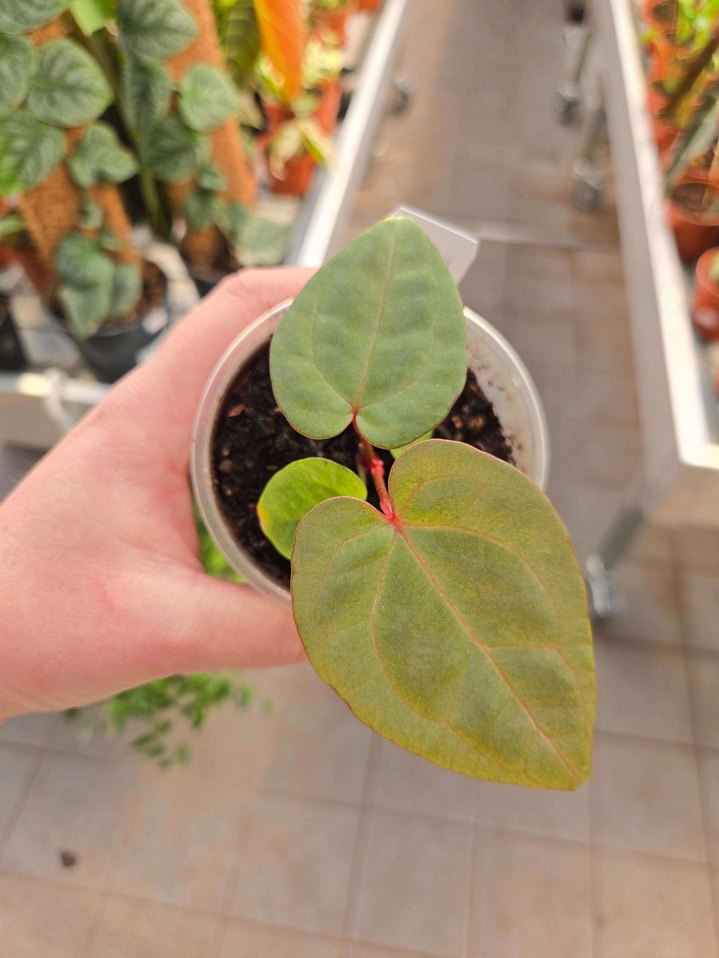 Anthurium ZxM f2 'dark' x Red Vein dark Phönix