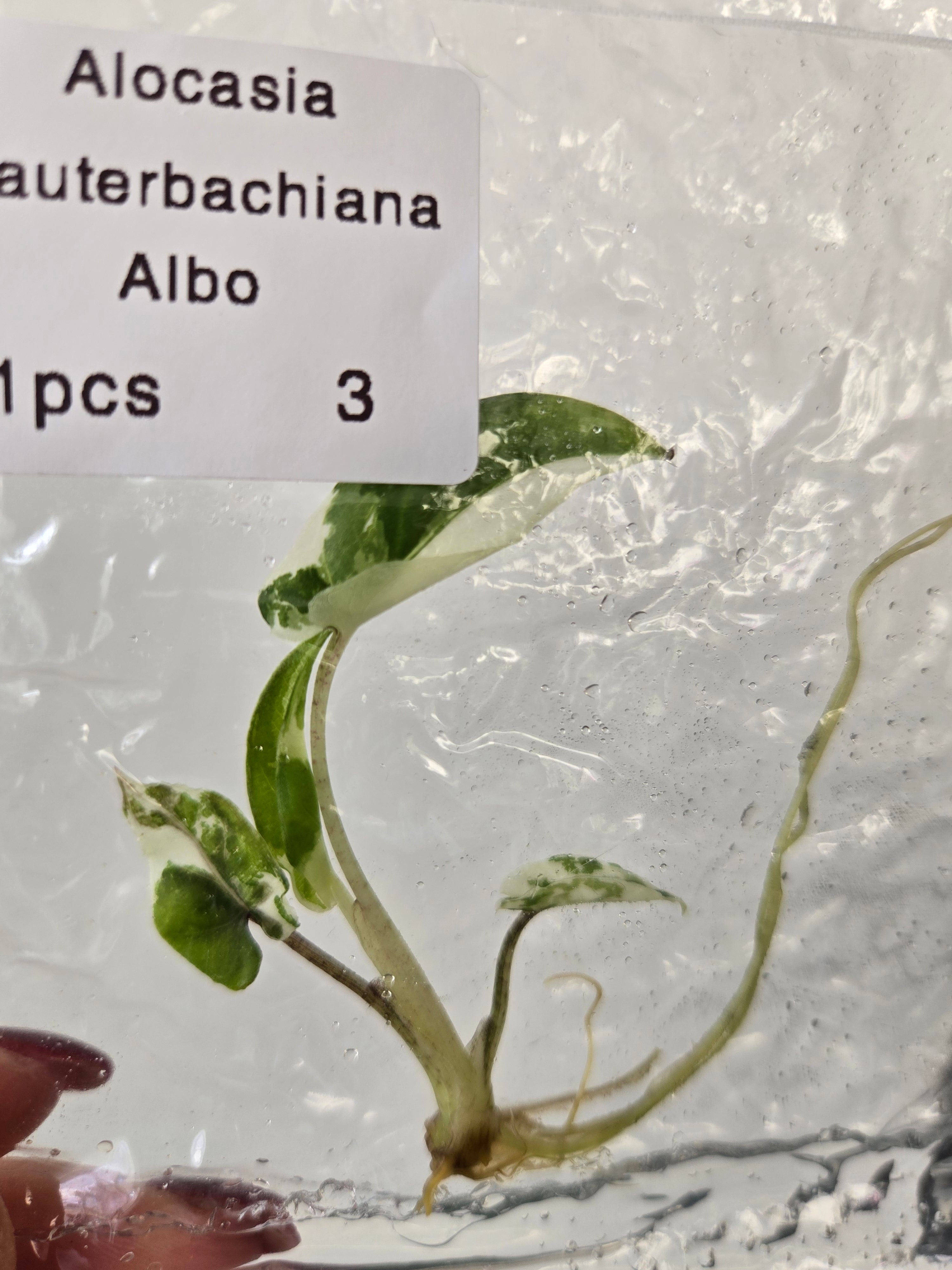 Alocasia Lauterbachiana Albo -TC