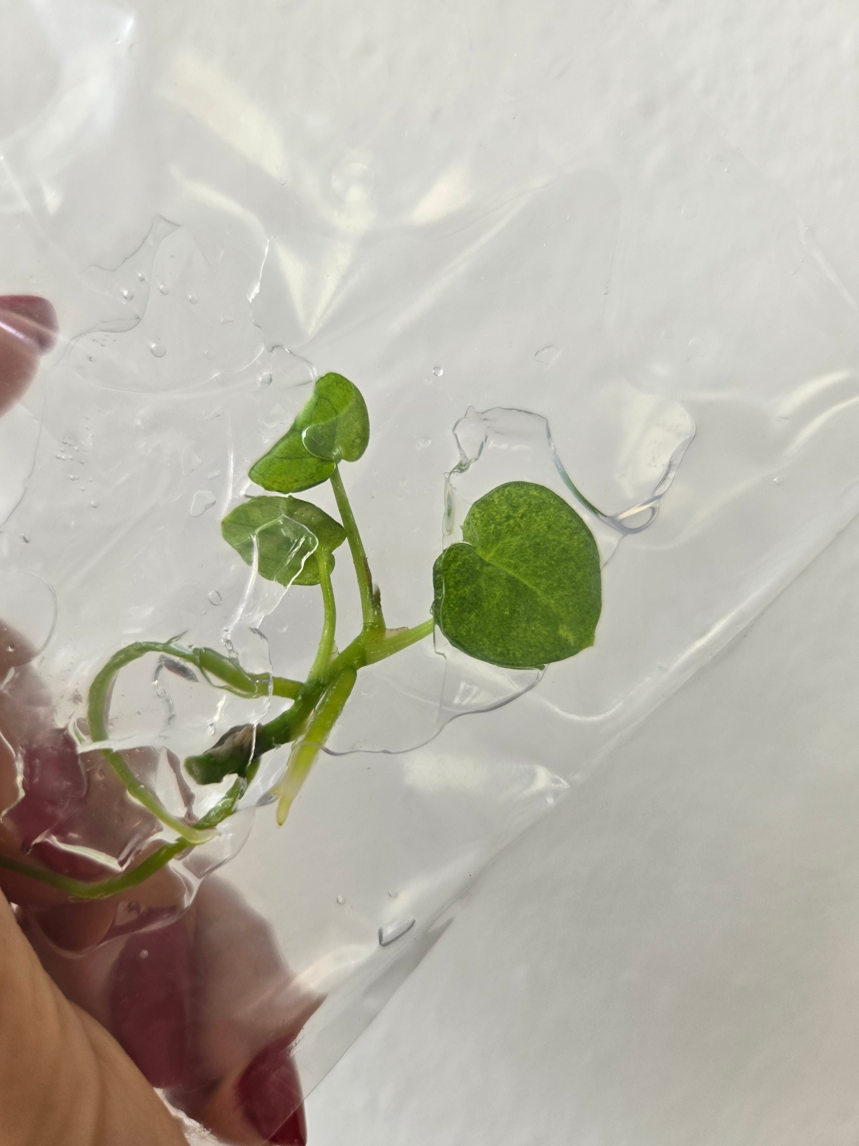 Anthurium Dark Phoenix variegata -Tissue Culture - TC -