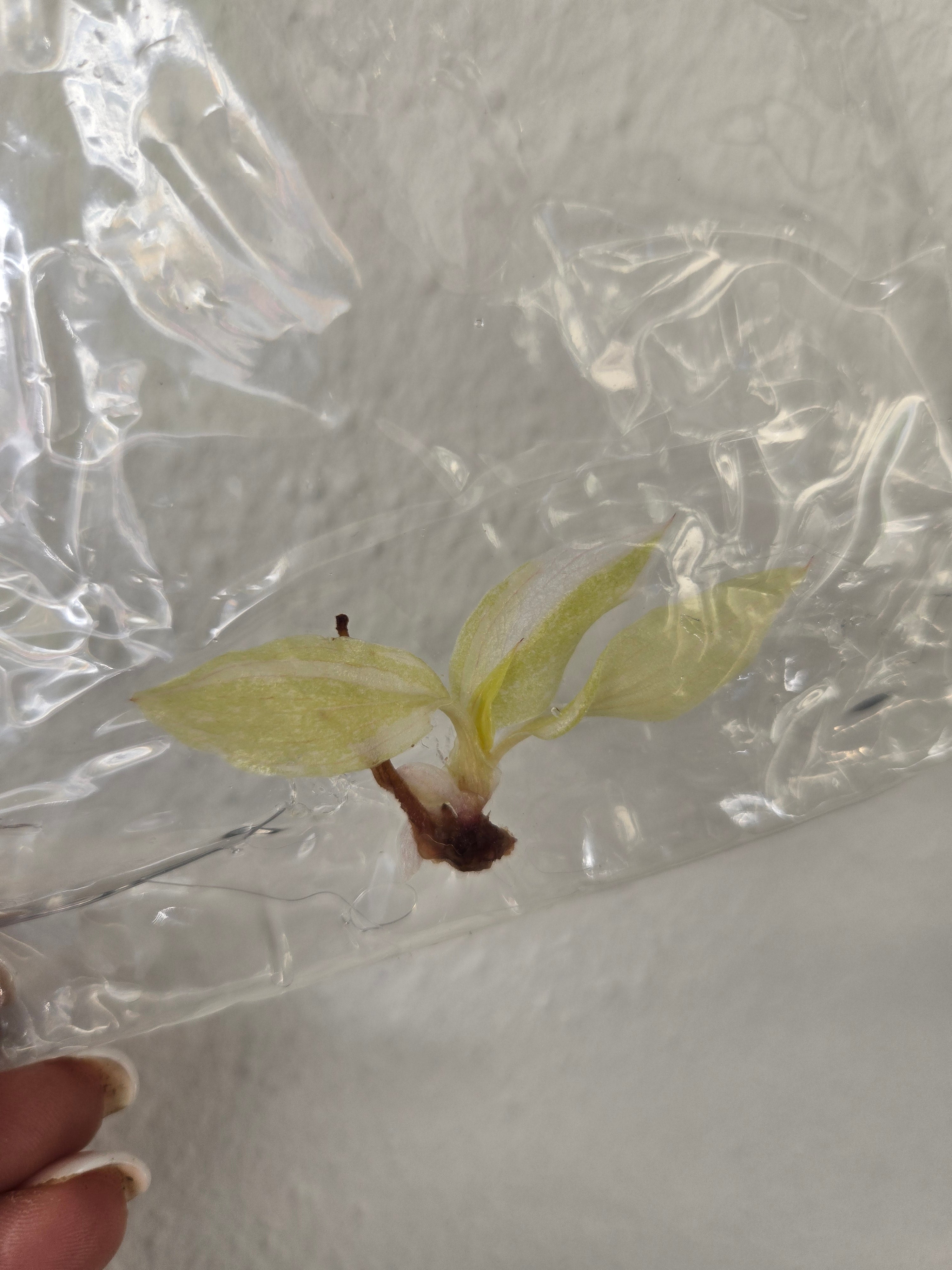 Philodendron Red Sun Variegata - TC