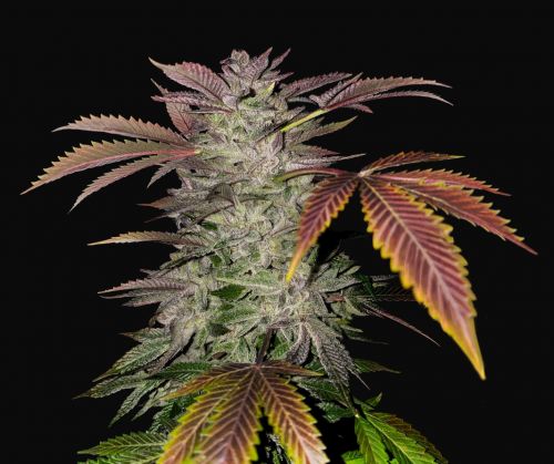 Gelato Cake - 5-pack - Feminised - T.H.Seeds