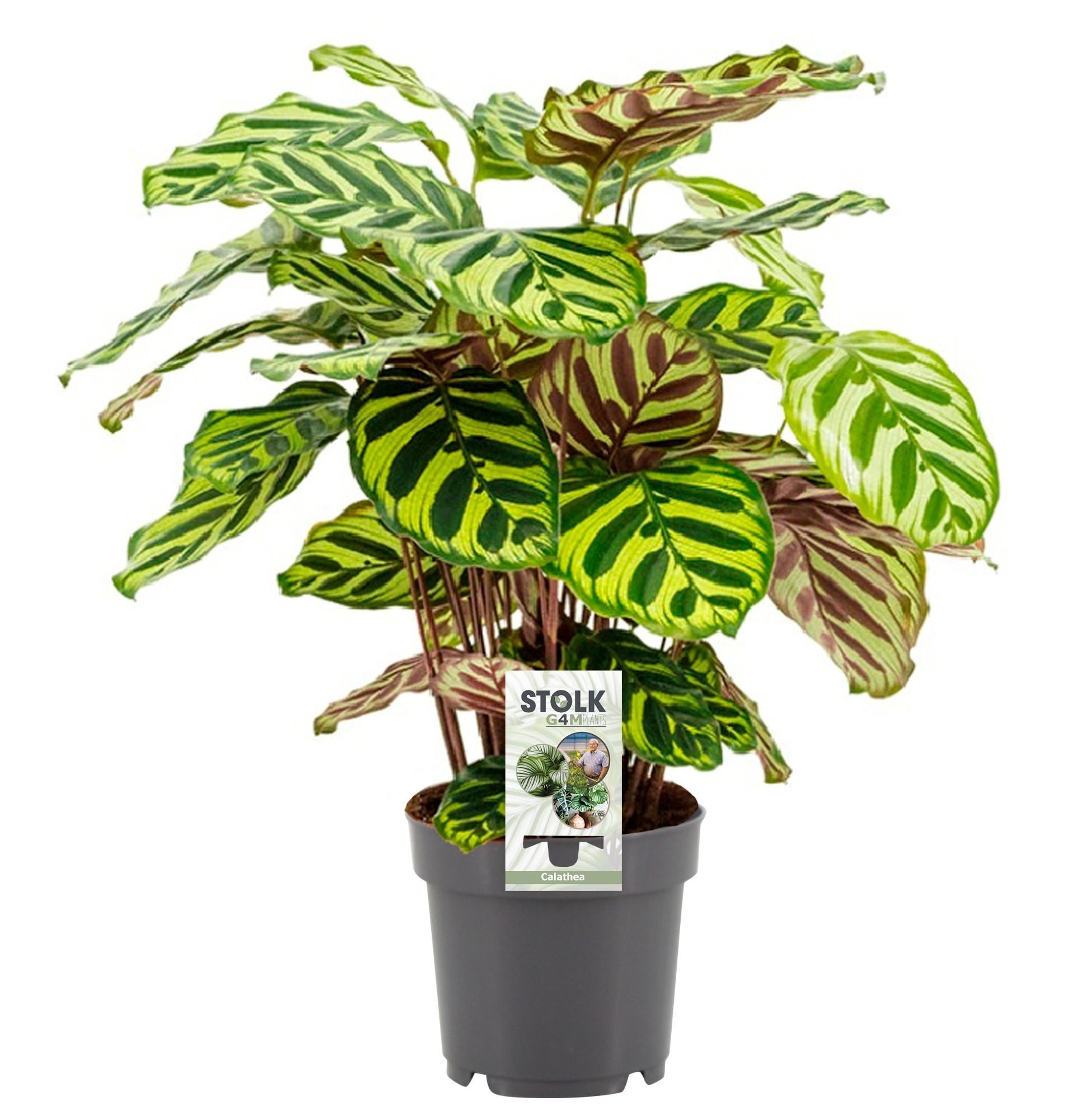 Calathea sylvestris - Ø14cm - ↕45cm