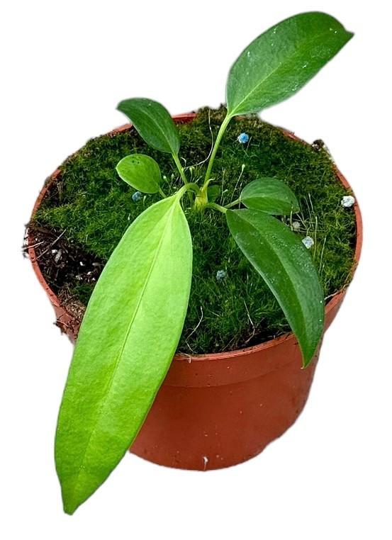 Anthurium Wendlingeri - Ø10,5cm - ↕15cm