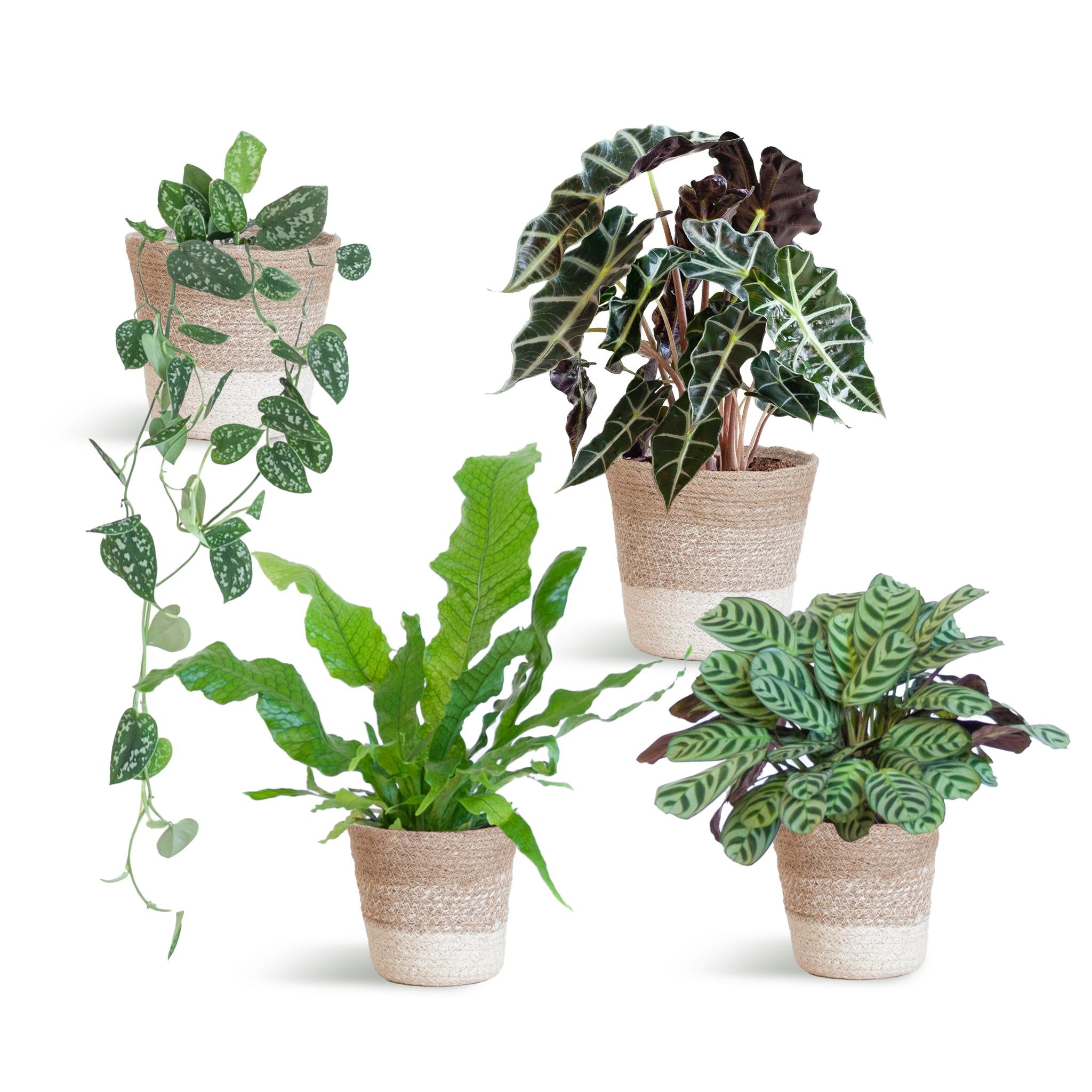 Special Leaf Plant Set x4