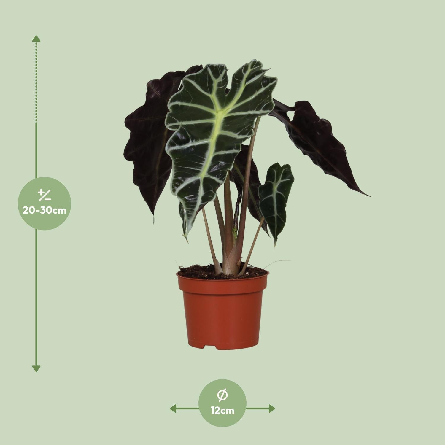 Alocasia Amazonica Polly - Ø12cm - ↕30cm